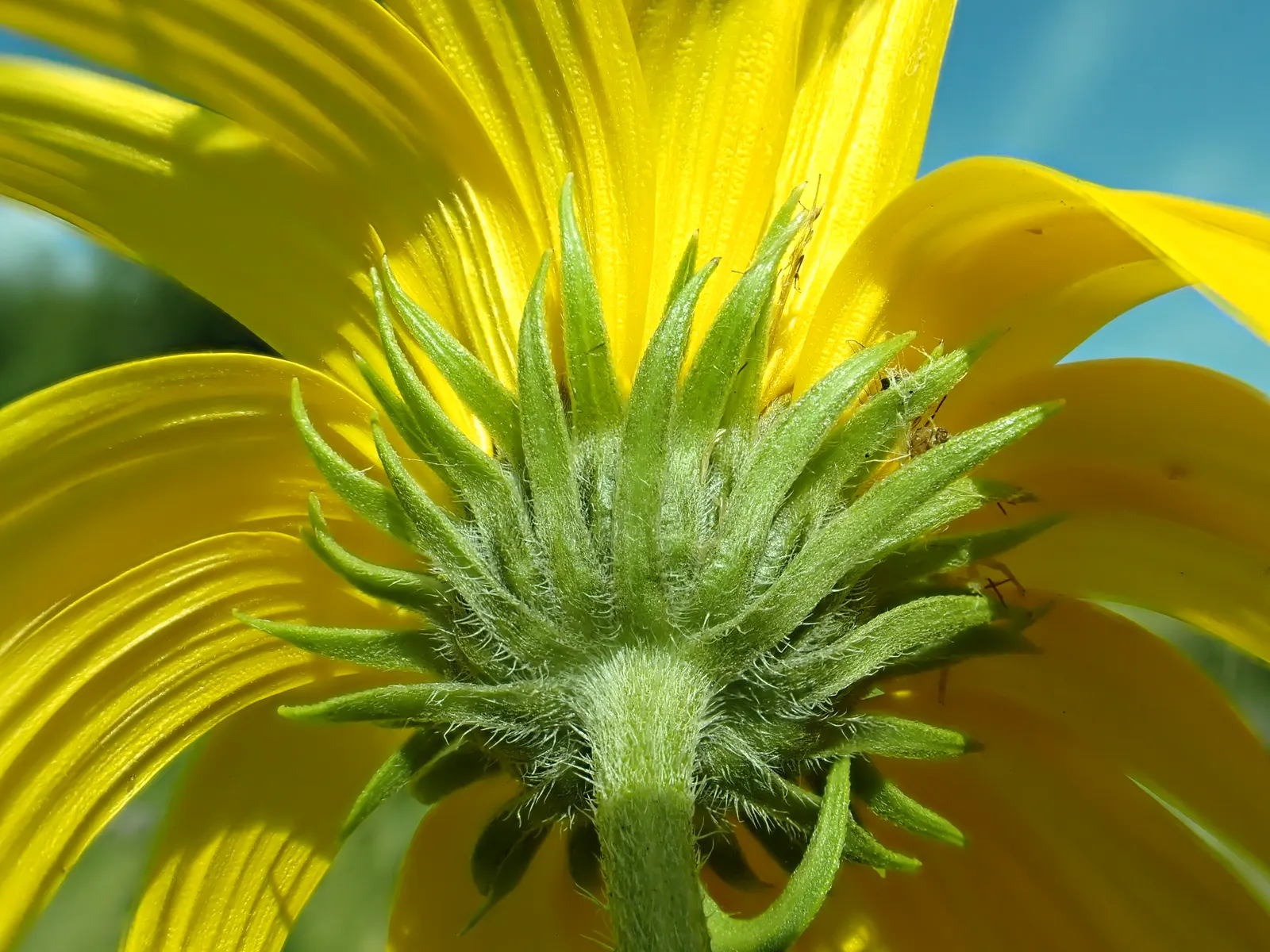 Maximilian Sunflower (Helianthus Maximiliani) — this resilient perennial can reach impressive heights of 3 to 10 feet with a spread of 2 to 4 feet, image 49