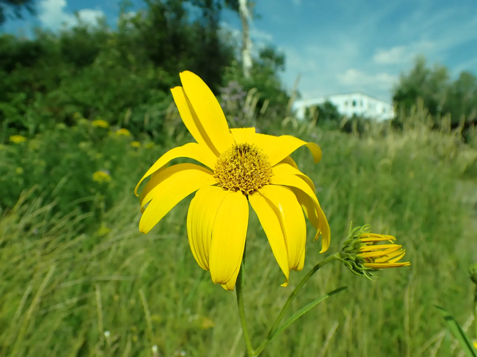 Maximilian Sunflower (Helianthus Maximiliani) — Thriving in USDA hardiness zones 3 through 9; adding a dynamic layer of activity to the garden._ctl