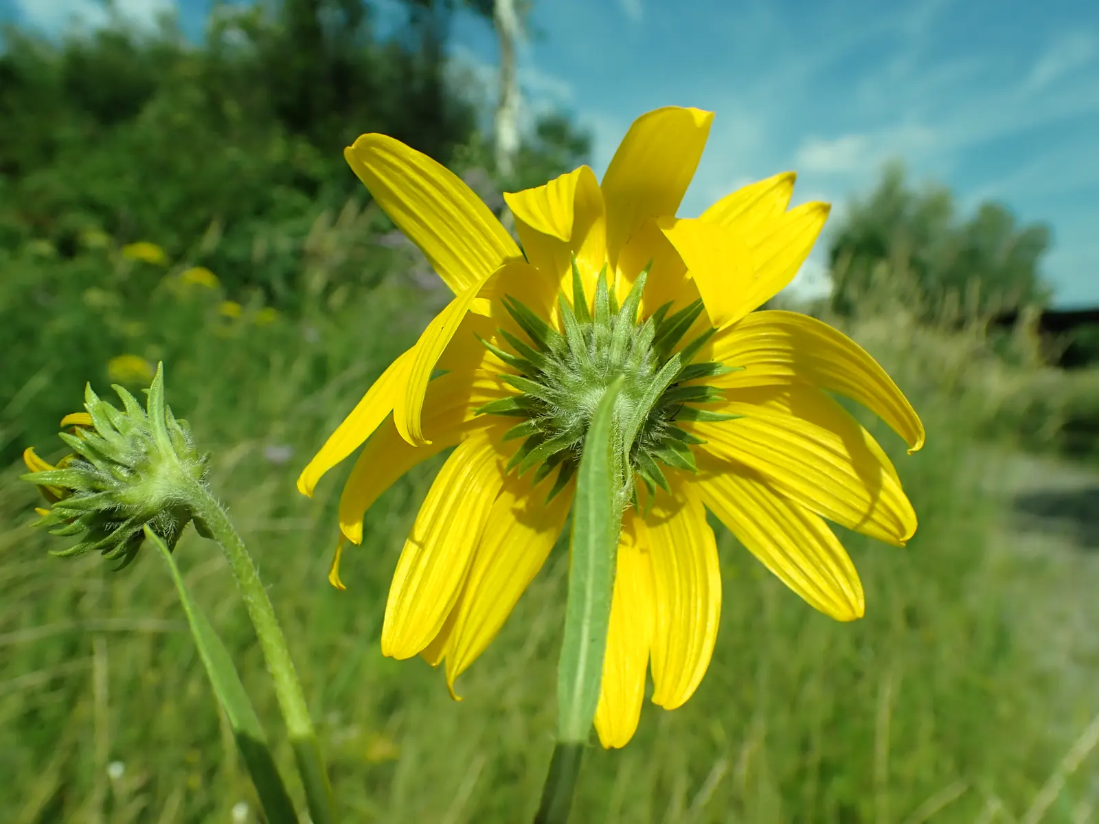 Maximilian Sunflower (Helianthus Maximiliani) — With its extensive root system