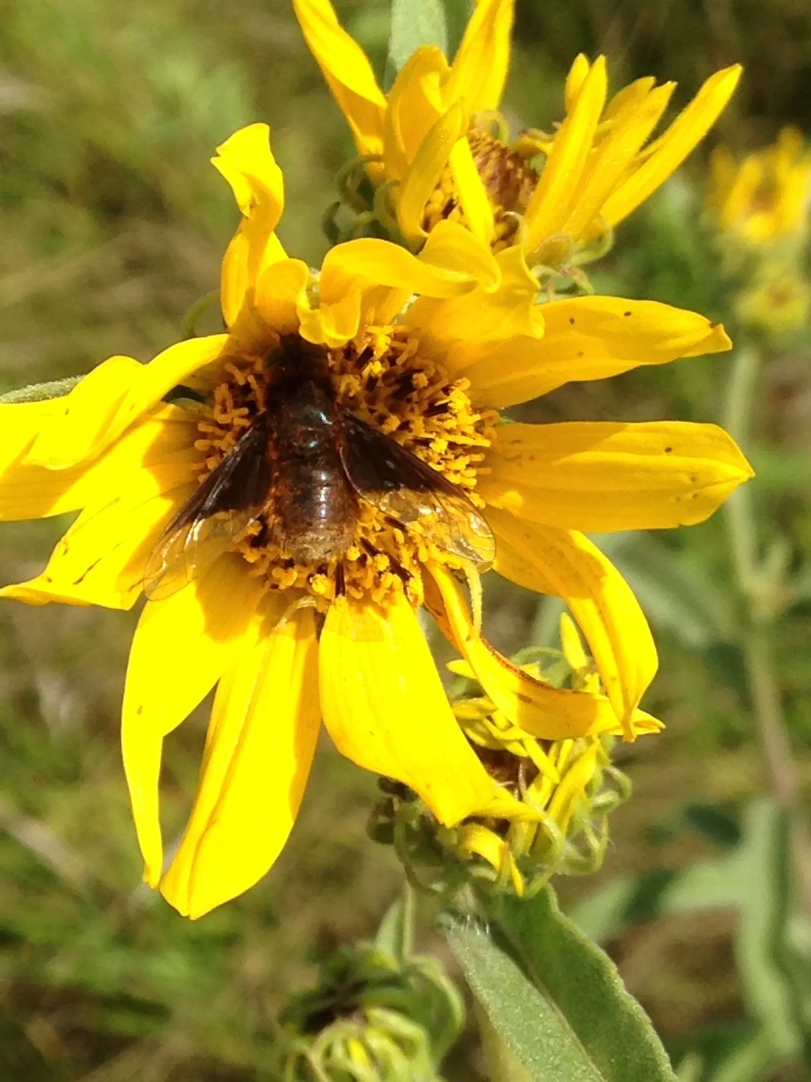 Maximilian Sunflower (Helianthus Maximiliani) — Thriving in USDA hardiness zones 3 through 9; adding a dynamic layer of activity to the garden._ctl, image 69