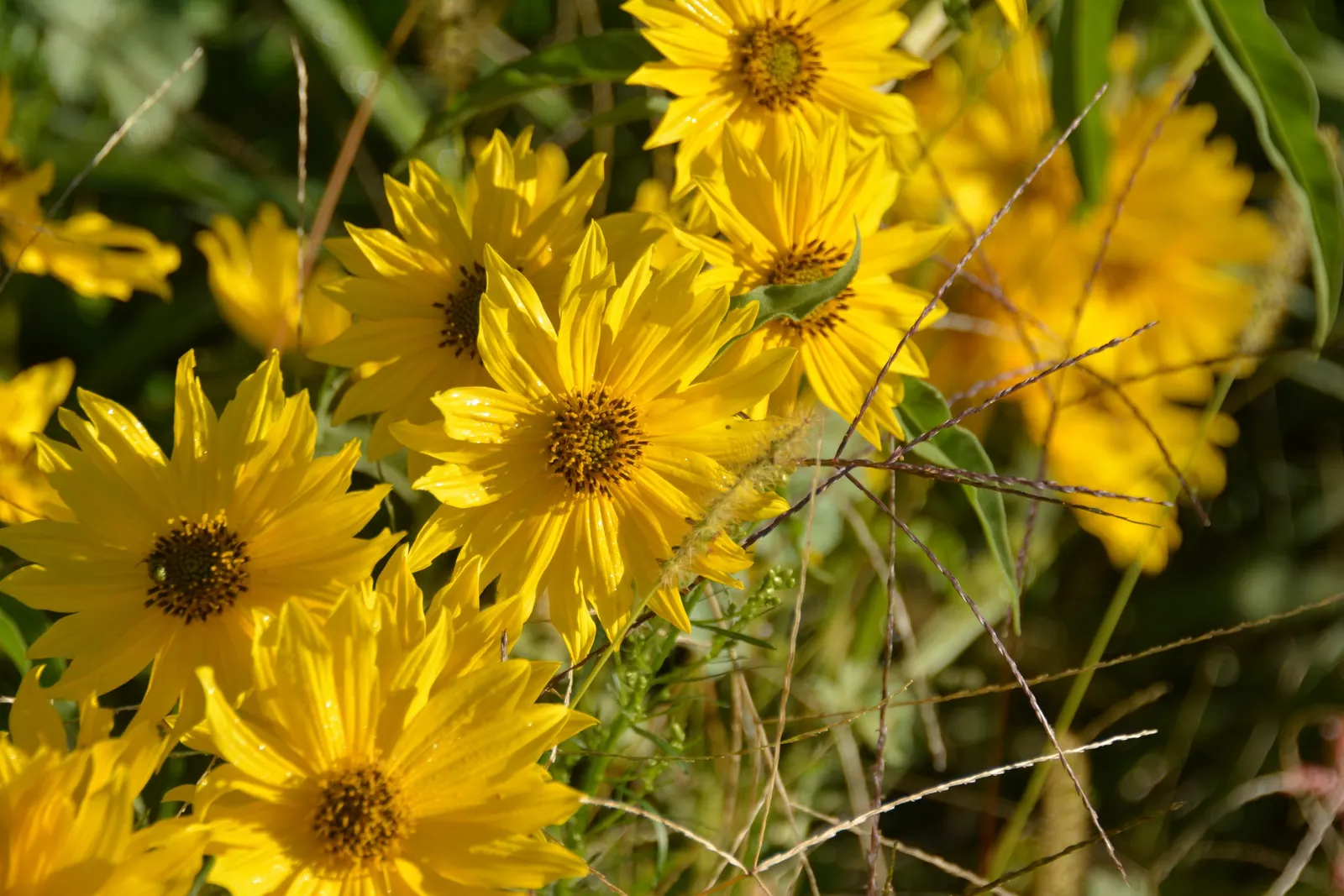 Maximilian Sunflower (Helianthus Maximiliani) — Flowers from late summer to frost, attracting pollinators; adding a dynamic layer of activity to, image 45