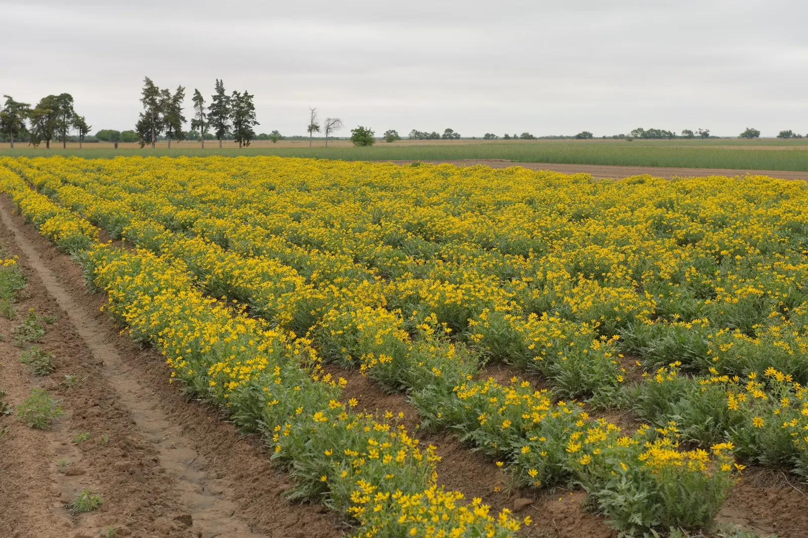 Maximilian Sunflower (Helianthus Maximiliani) — multi-colored and yellow flowers in the garden