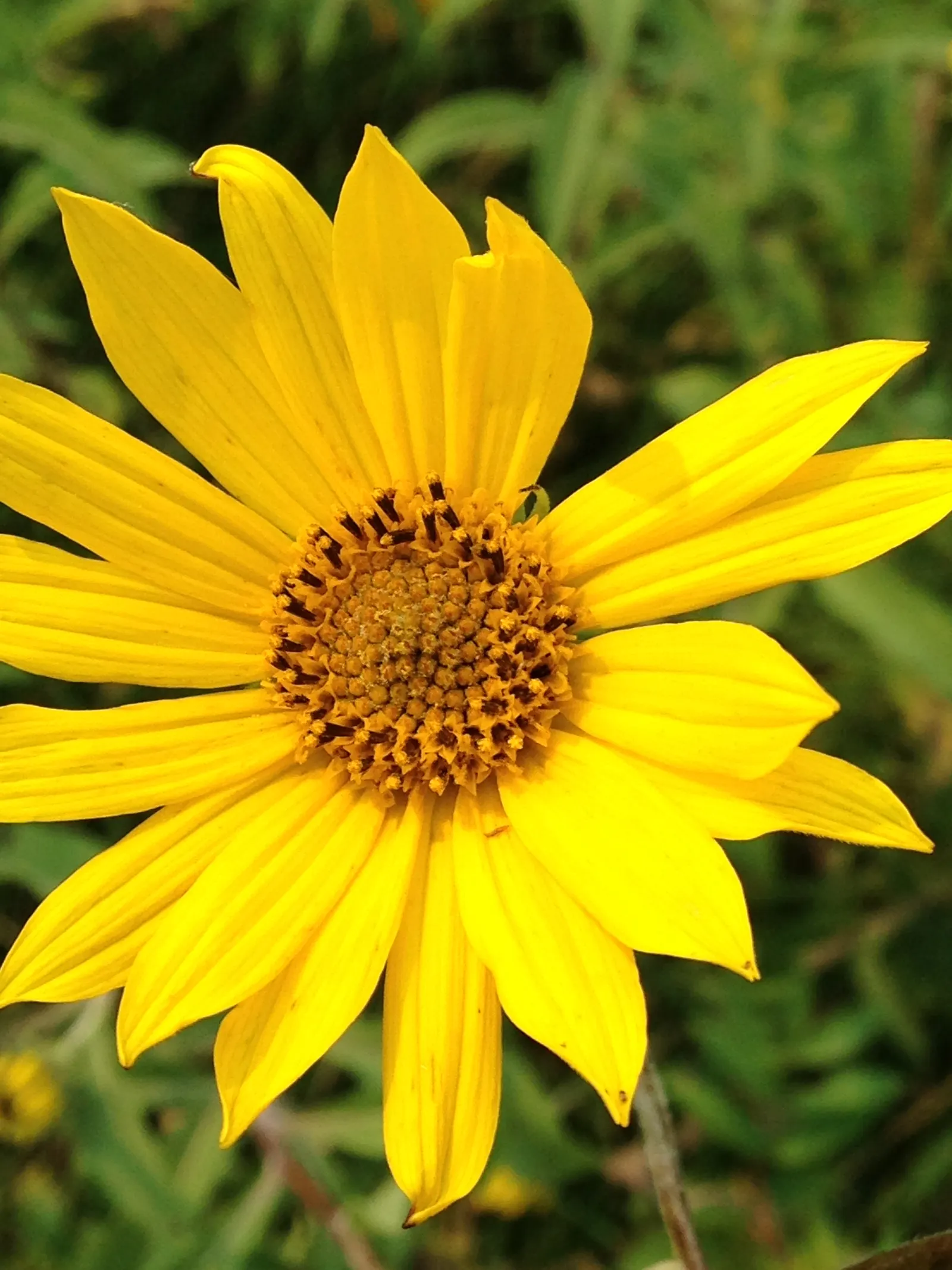 Maximilian Sunflower (Helianthus Maximiliani) — stretching up to 10 inches long; ideal for borders or naturalized areas, it adds height and autumn color