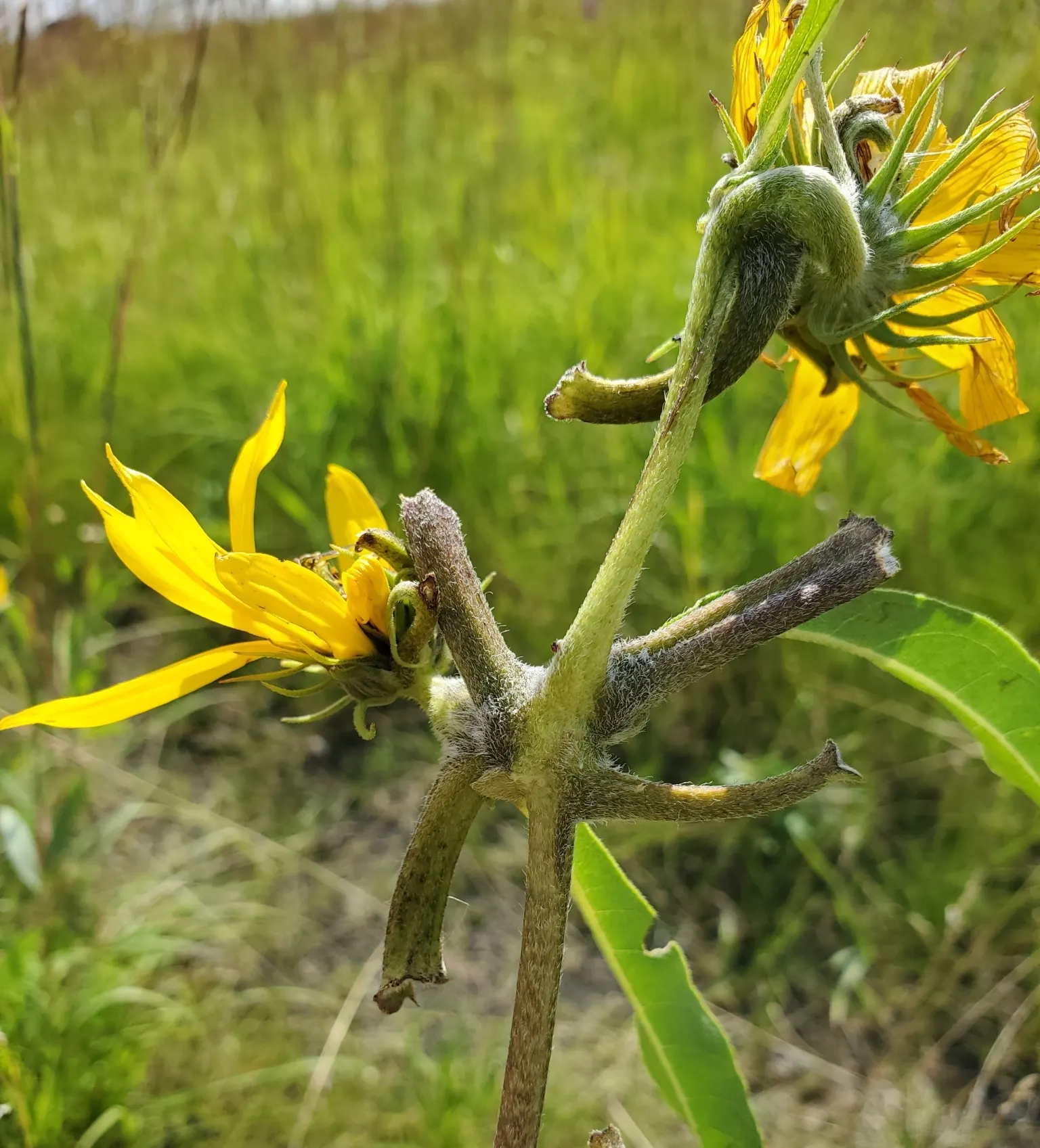 Maximilian Sunflower (Helianthus Maximiliani) — Thriving in USDA zones 3-9, it reaches 3-10 ft tall and spreads 2-4 ft wide; ideal for borders or naturalized