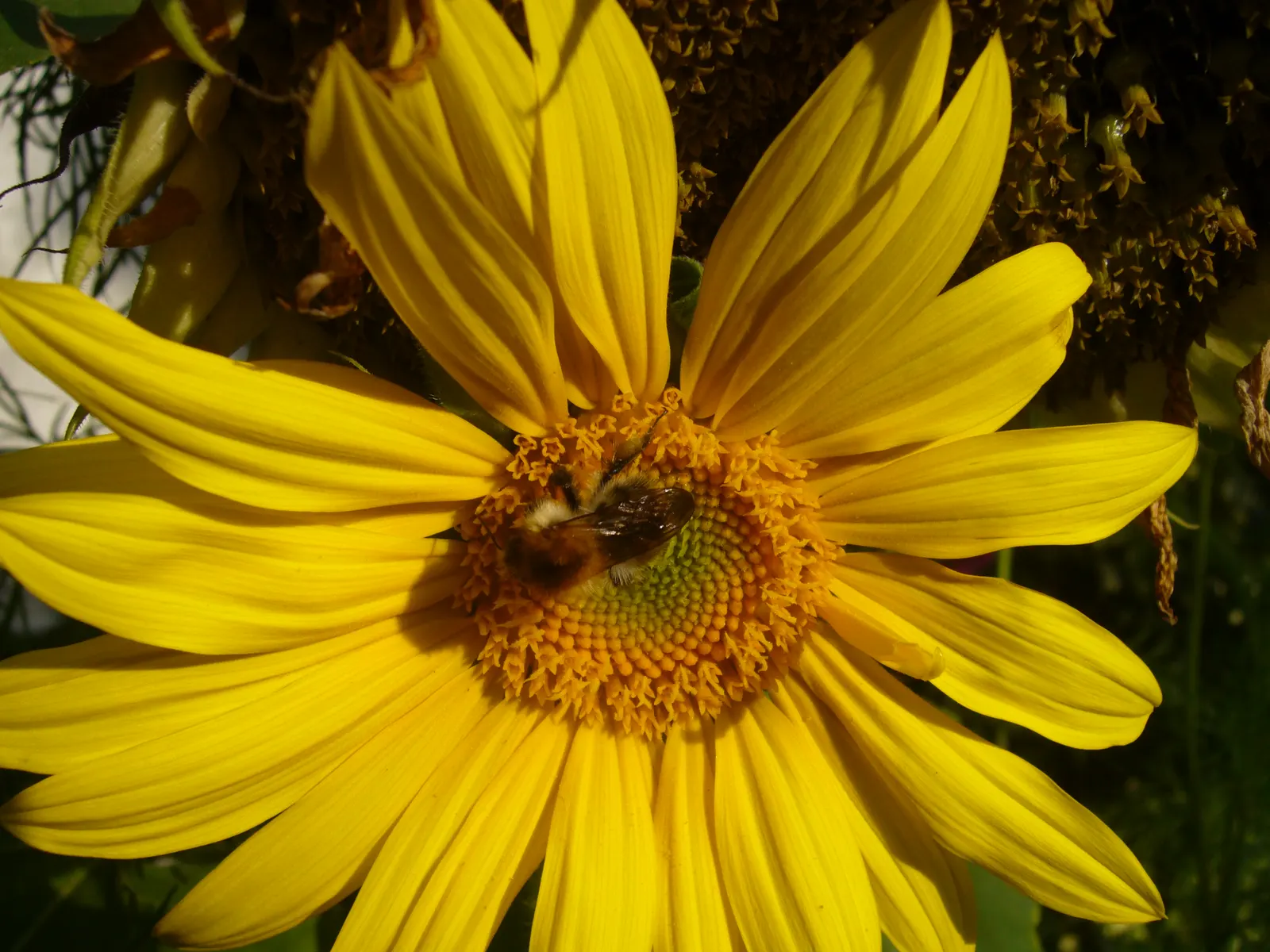 Maximilian Sunflower (Helianthus Maximiliani) — lanceolate leaves that are rough to the touch; adding a dynamic layer of activity to the garden._ctl