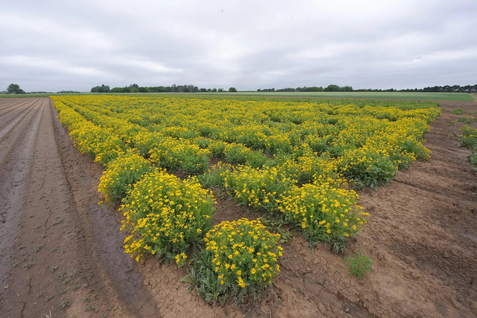Maximilian Sunflower (Helianthus Maximiliani) — perennial with multi-colored and yellow blooms