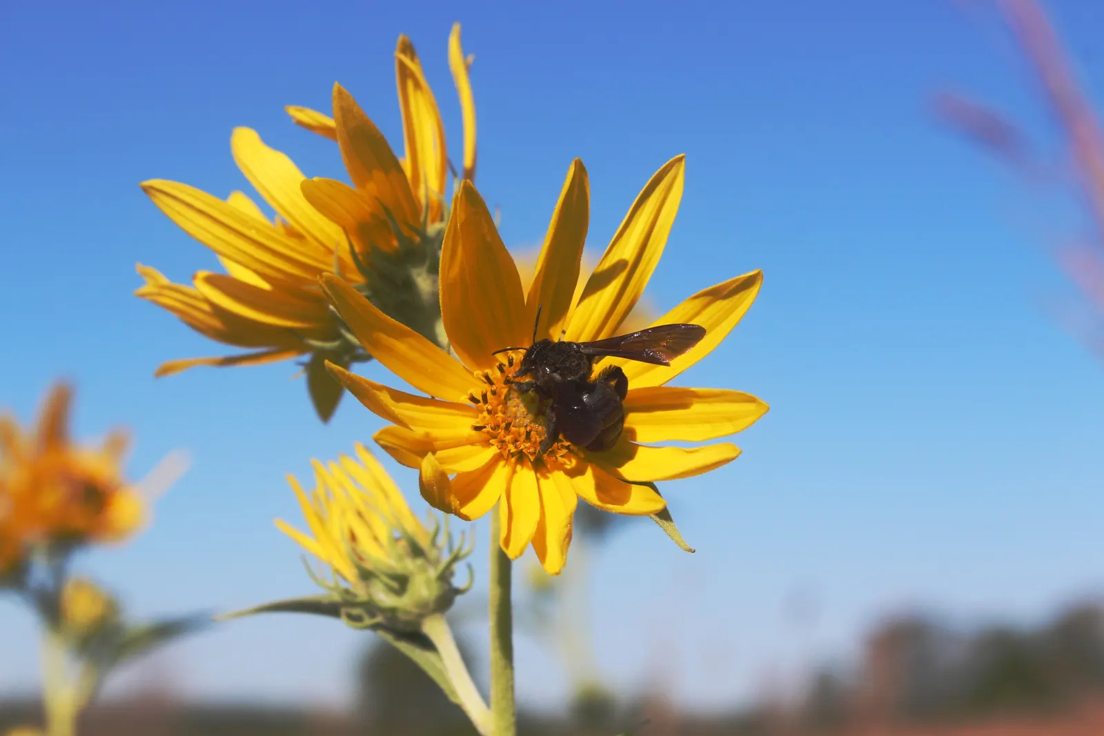 Maximilian Sunflower (Helianthus Maximiliani) — lanceolate leaves that are rough to the touch; adding a dynamic layer of activity to the garden._ctl, image 51