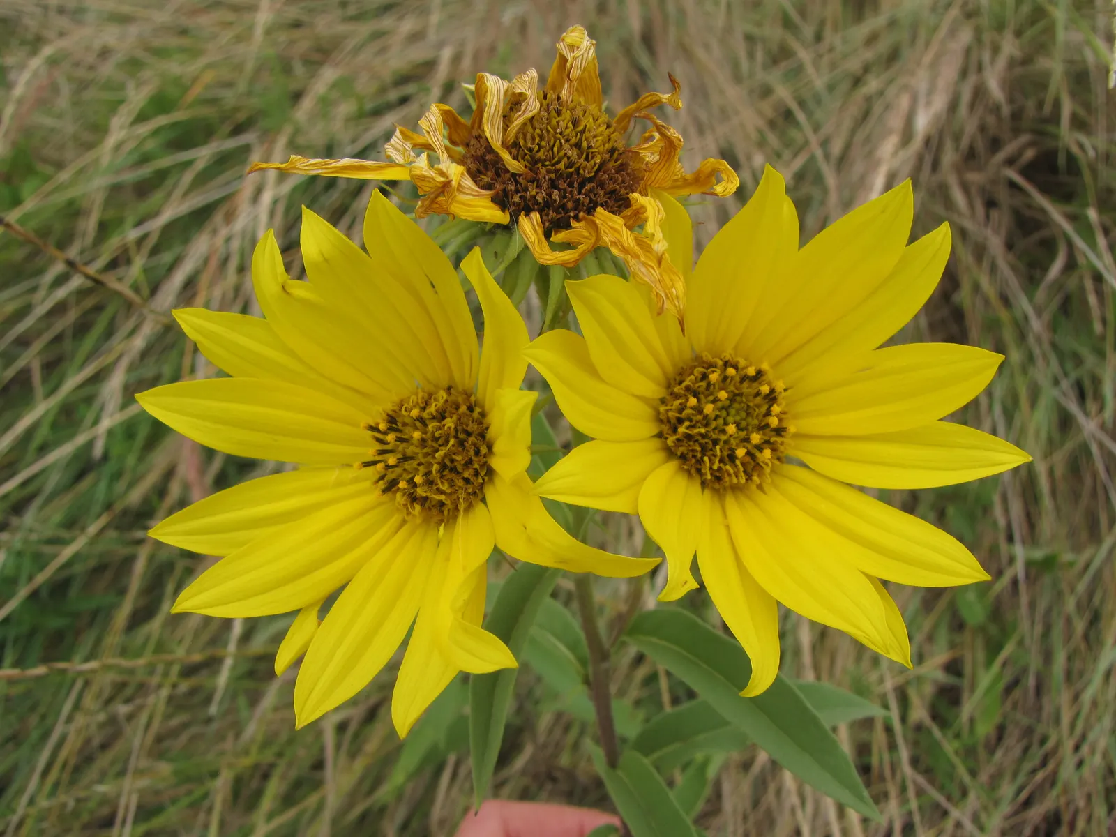 Maximilian Sunflower (Helianthus Maximiliani) — Thriving in USDA zones 3-9, it reaches 3-10 ft tall and spreads 2-4 ft wide; ideal for borders or, image 64