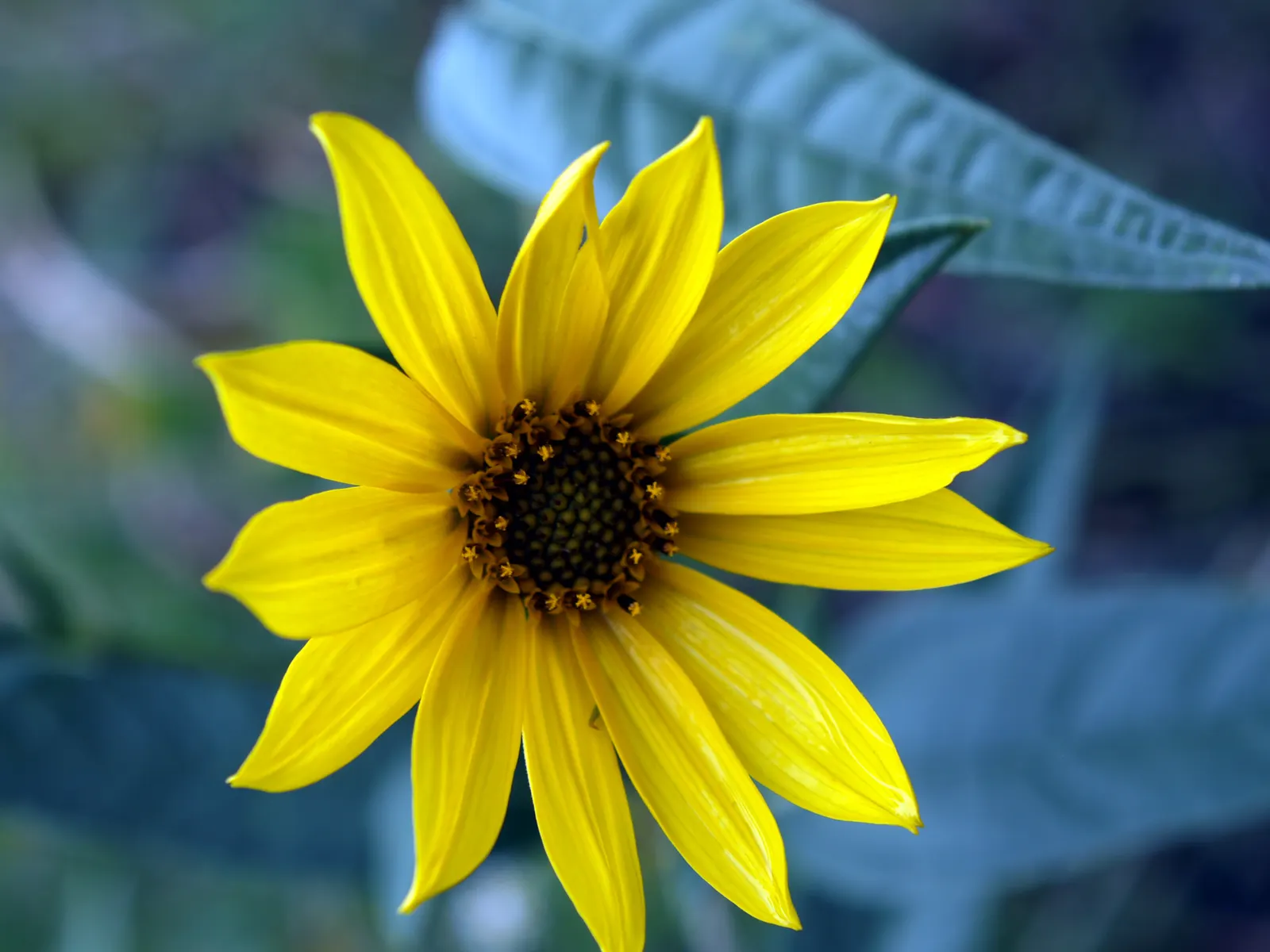 Maximilian Sunflower (Helianthus Maximiliani) — Preferring full sun, this hardy native tolerates various soils and drought; the Maximilian, image 44