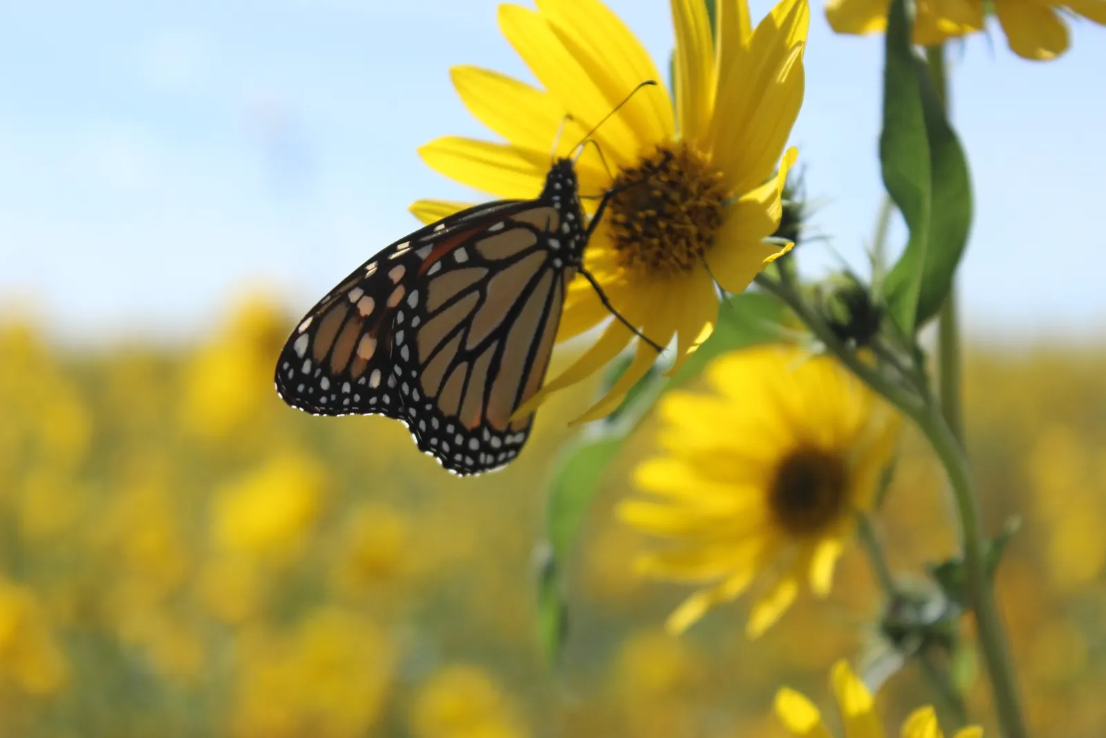 Maximilian Sunflower (Helianthus Maximiliani) — Requires minimal maintenance once established; the Maximilian Sunflower produces a profusion of, image 47
