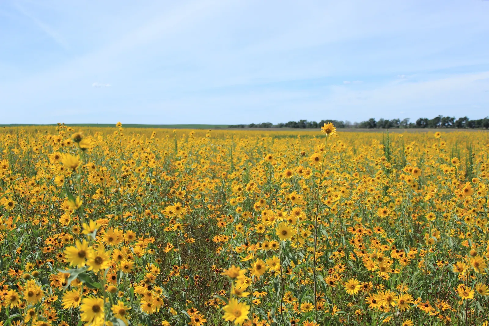 Maximilian Sunflower (Helianthus Maximiliani) — perennial for full; adding a dynamic layer of activity to the garden._ctl, image 63
