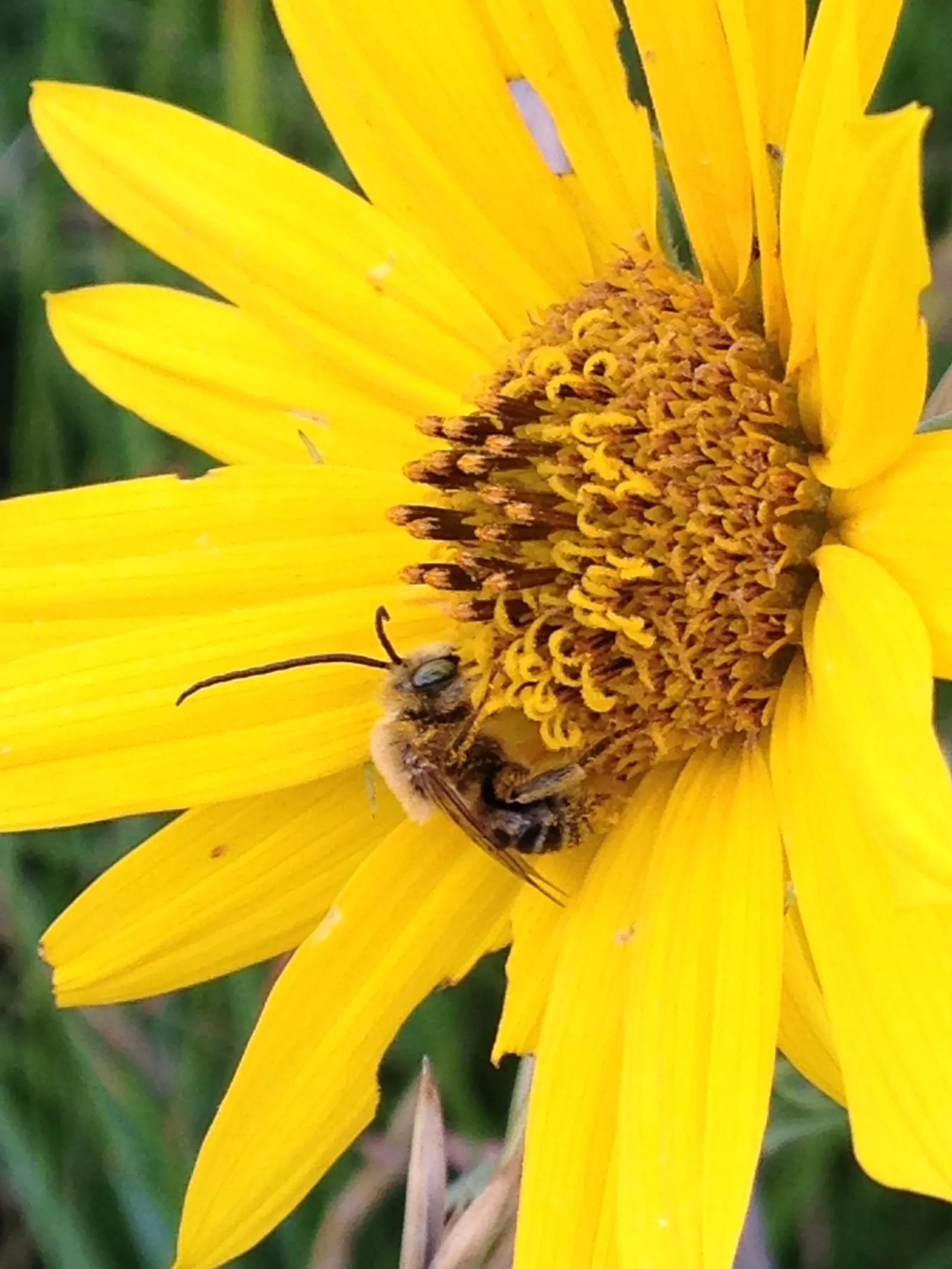 Maximilian Sunflower (Helianthus Maximiliani) — multi-colored and yellow flowers in the garden; ideal for borders or naturalized areas, it adds height and
