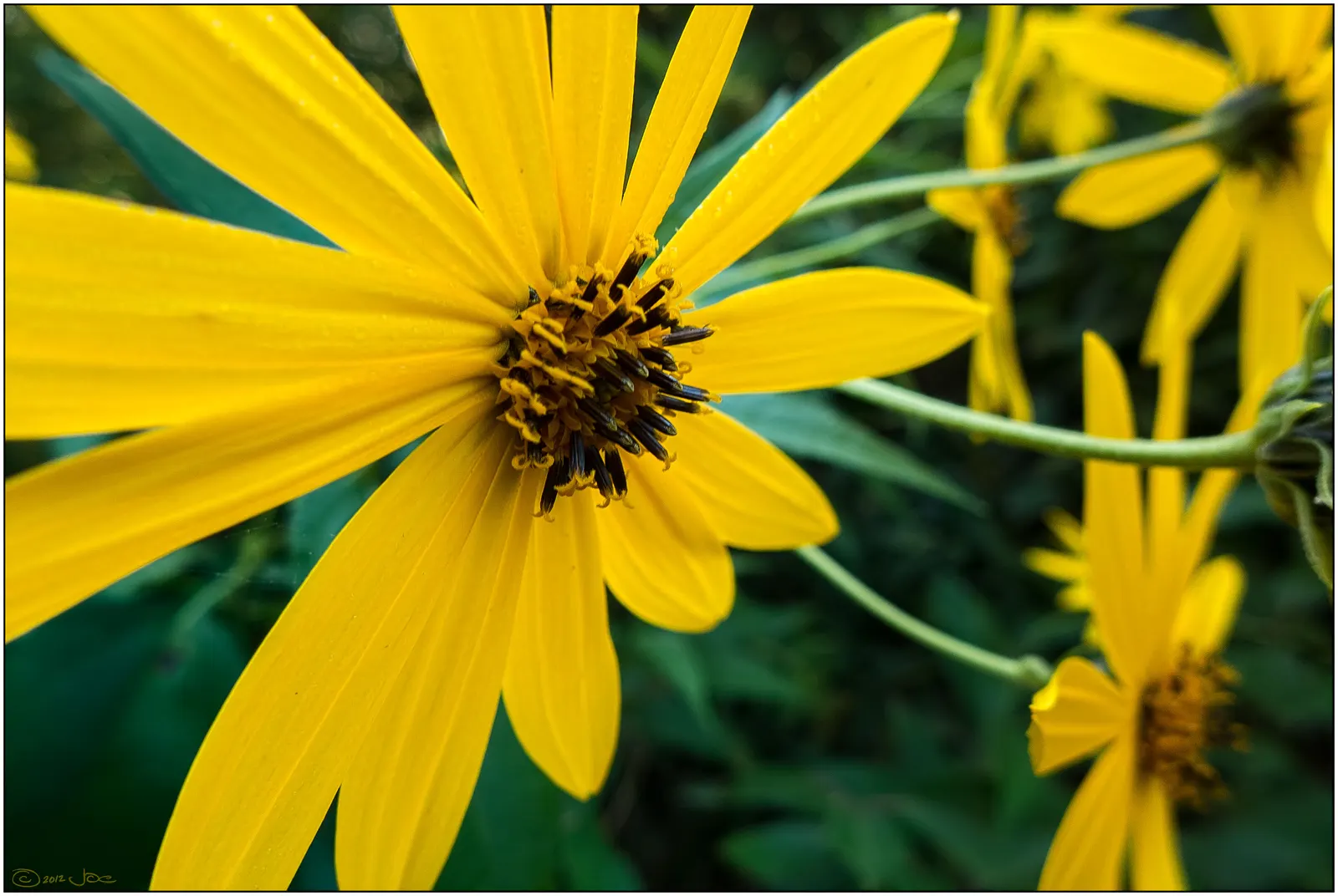 Maximilian Sunflower (Helianthus Maximiliani) — Thriving in USDA hardiness zones 3 through 9; adding a dynamic layer of activity to the garden._ctl, image 48