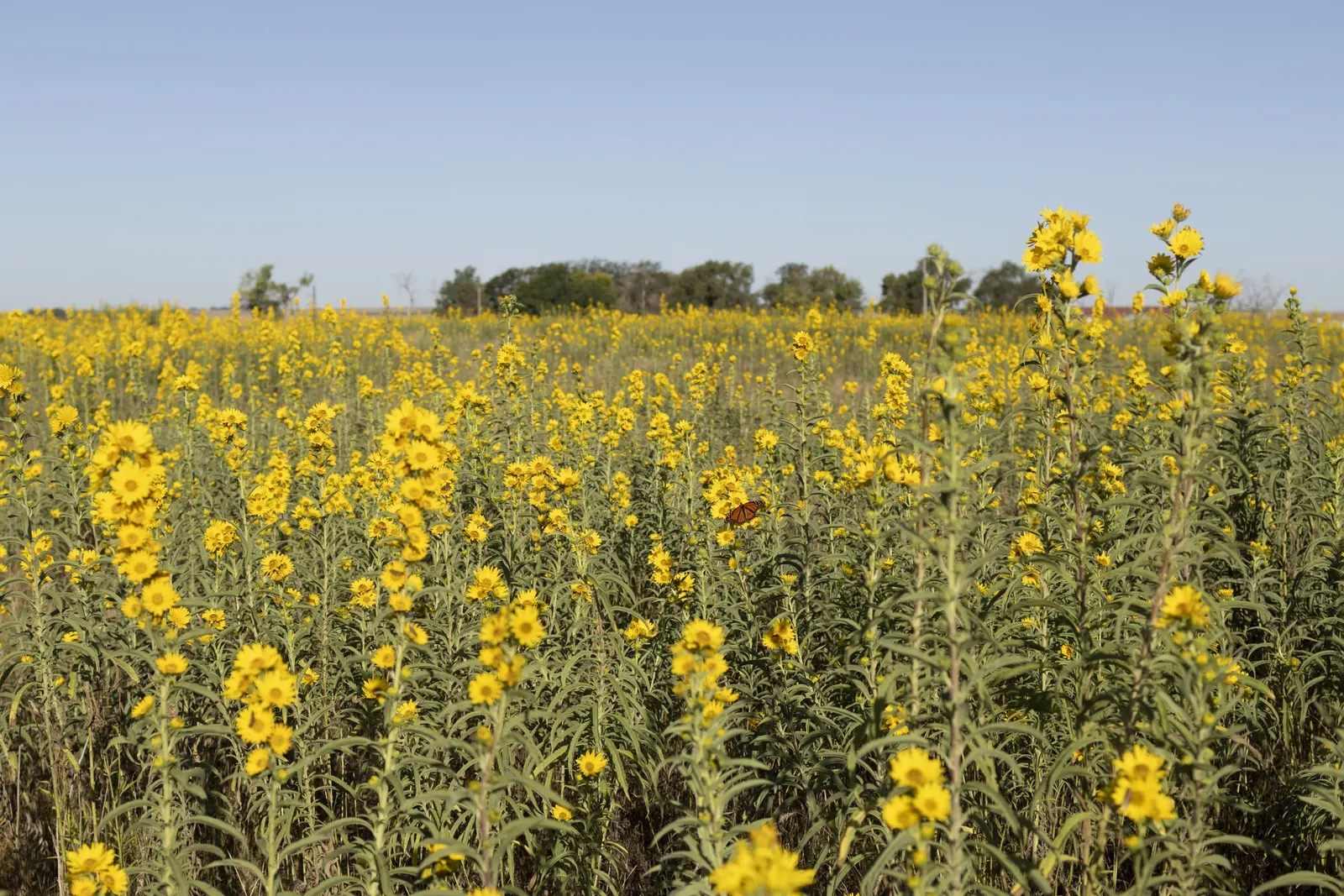 Maximilian Sunflower (Helianthus Maximiliani) — Requires minimal maintenance once established; the Maximilian Sunflower produces a profusion of, image 68