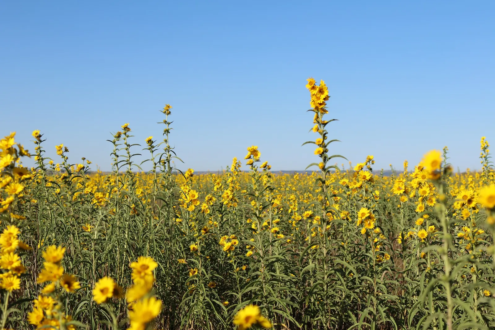 Maximilian Sunflower (Helianthus Maximiliani) — Each flower head measures roughly 3 inches across and sits atop tall; adding a dynamic layer of, image 54