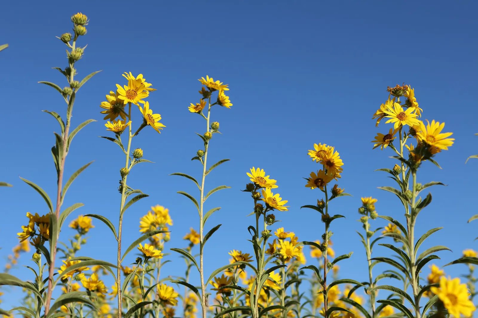 Maximilian Sunflower (Helianthus Maximiliani) — Each flower head measures roughly 3 inches across and sits atop tall