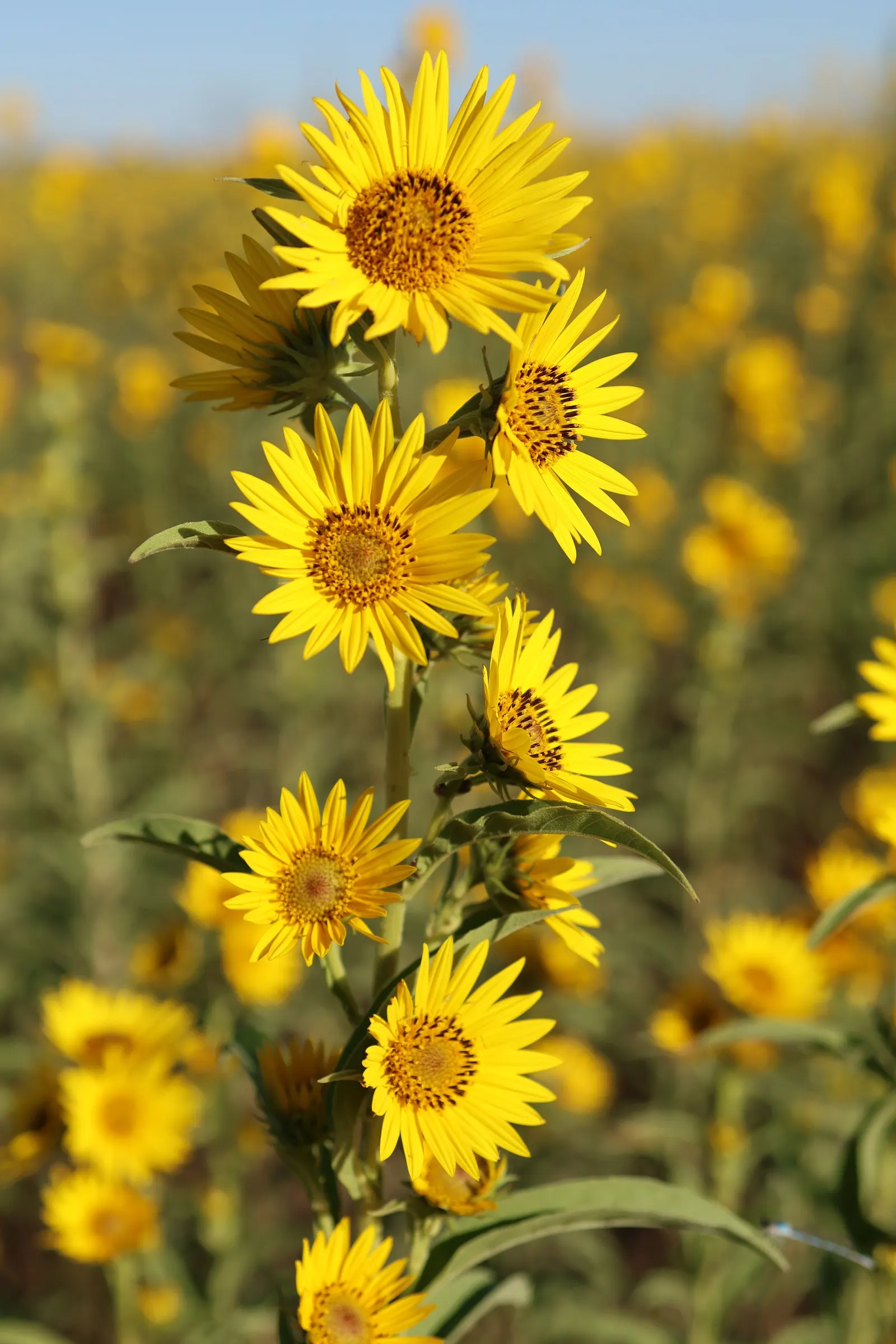 Maximilian Sunflower (Helianthus Maximiliani) — sturdy stems that rarely require staking.<br><br>When designing with this sunflower; ideal for borders or