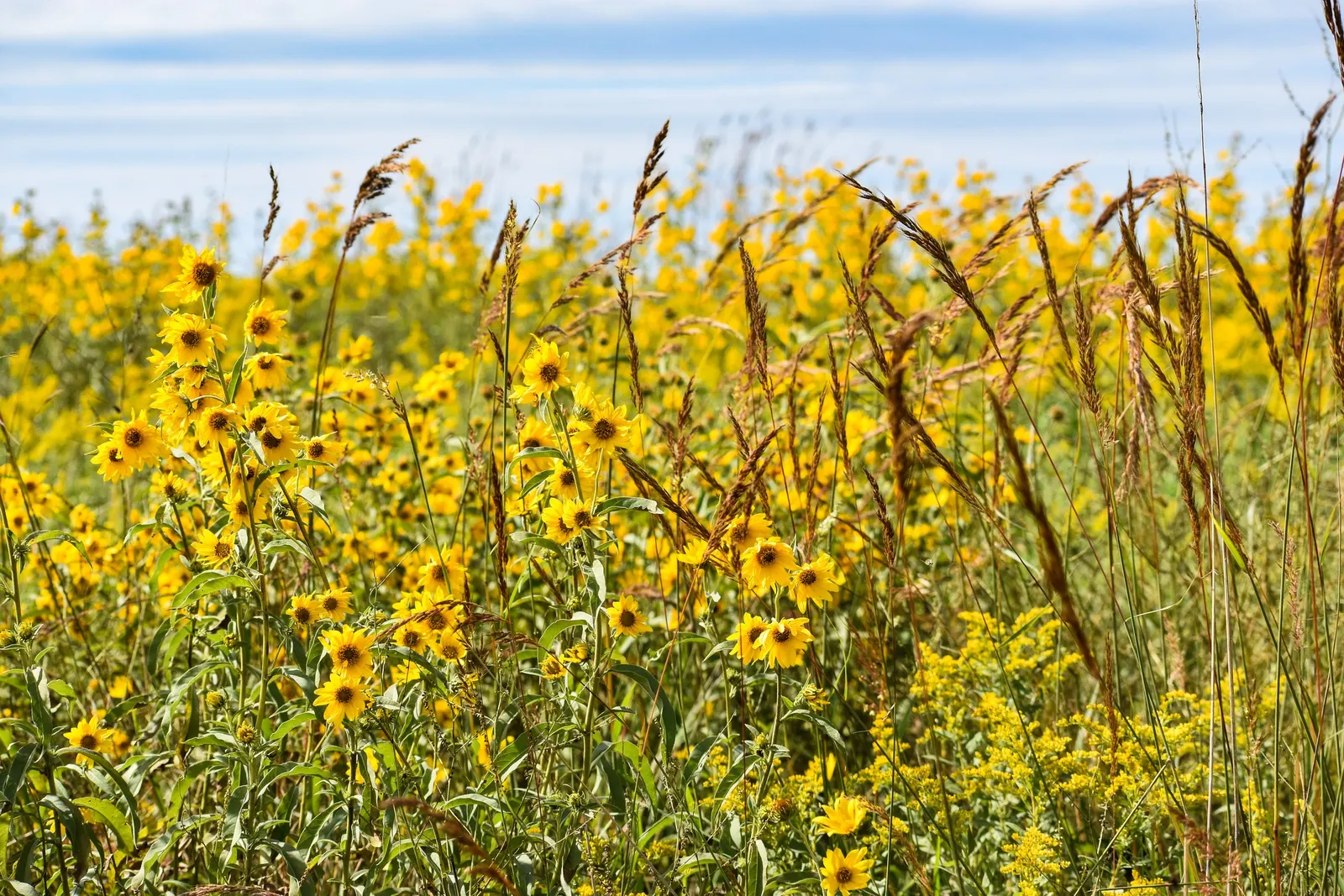 Maximilian Sunflower (Helianthus Maximiliani) — Ideal for borders or naturalized areas, it adds height and autumn color, image 67