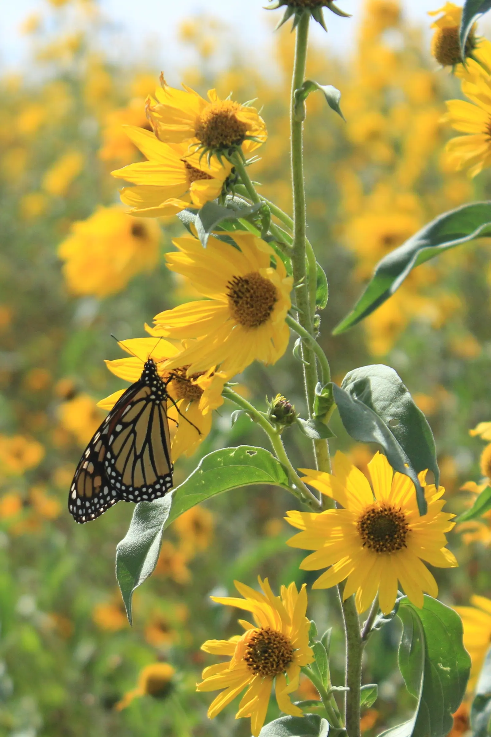 Maximilian Sunflower (Helianthus Maximiliani) — perennial with multi-colored and yellow blooms; the Maximilian Sunflower produces a profusion of golden-yellow