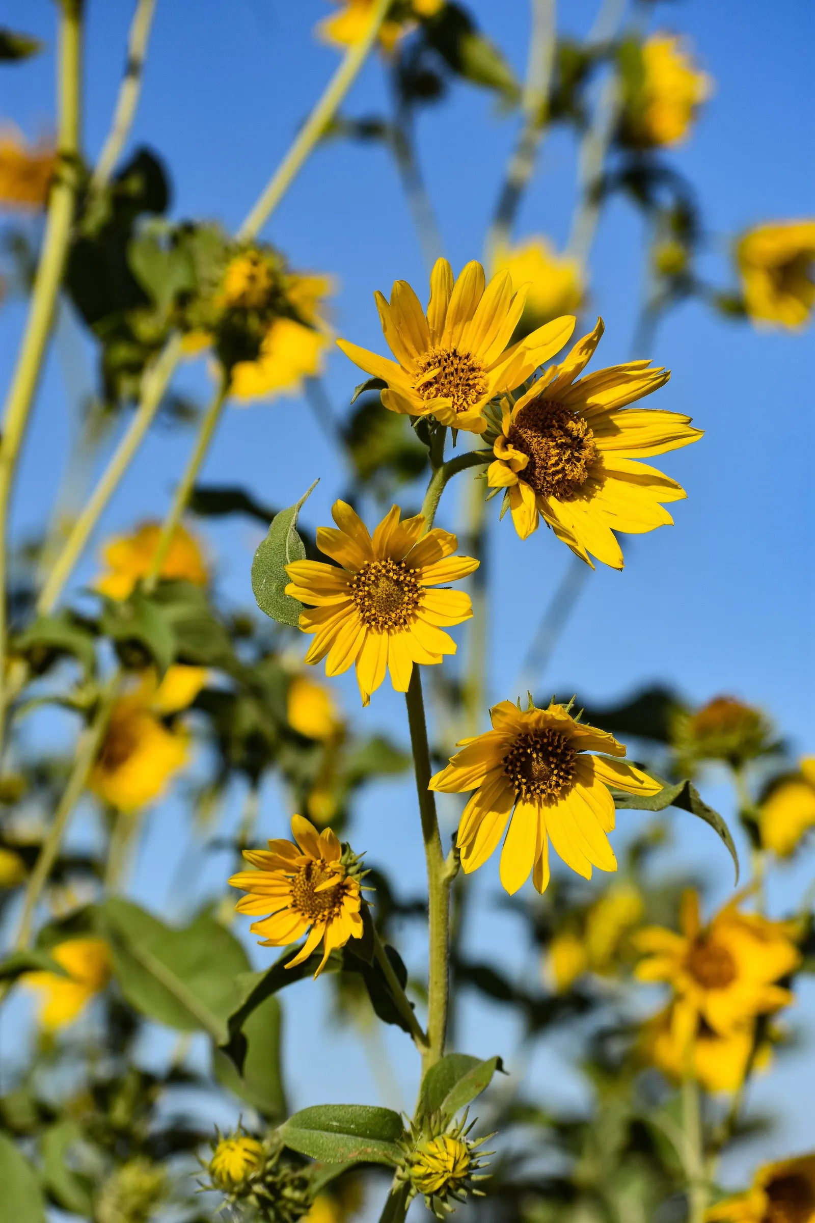 Maximilian Sunflower (Helianthus Maximiliani) — this resilient perennial can reach impressive heights of 3 to 10 feet with a spread of 2 to 4 feet; ideal for