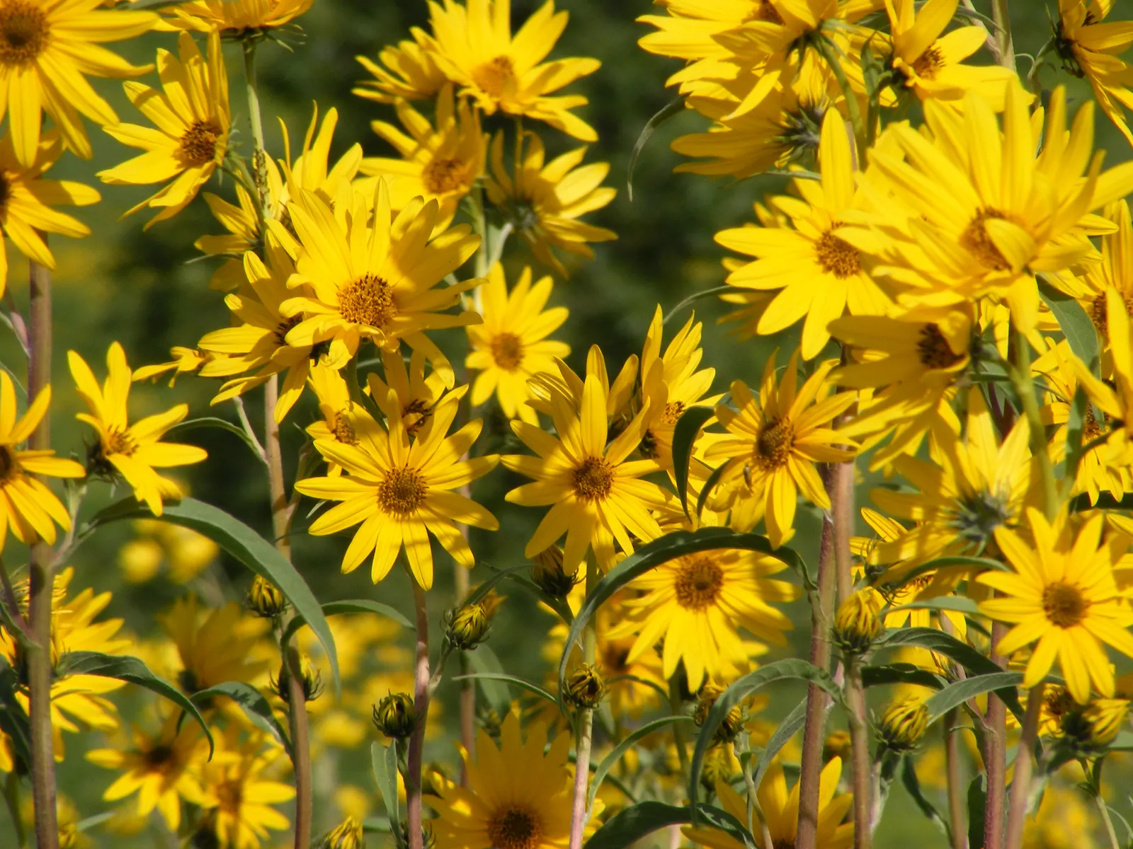 Maximilian Sunflower (Helianthus Maximiliani) — sturdy stems that rarely require staking.<br><br>When designing with this sunflower; ideal for, image 55