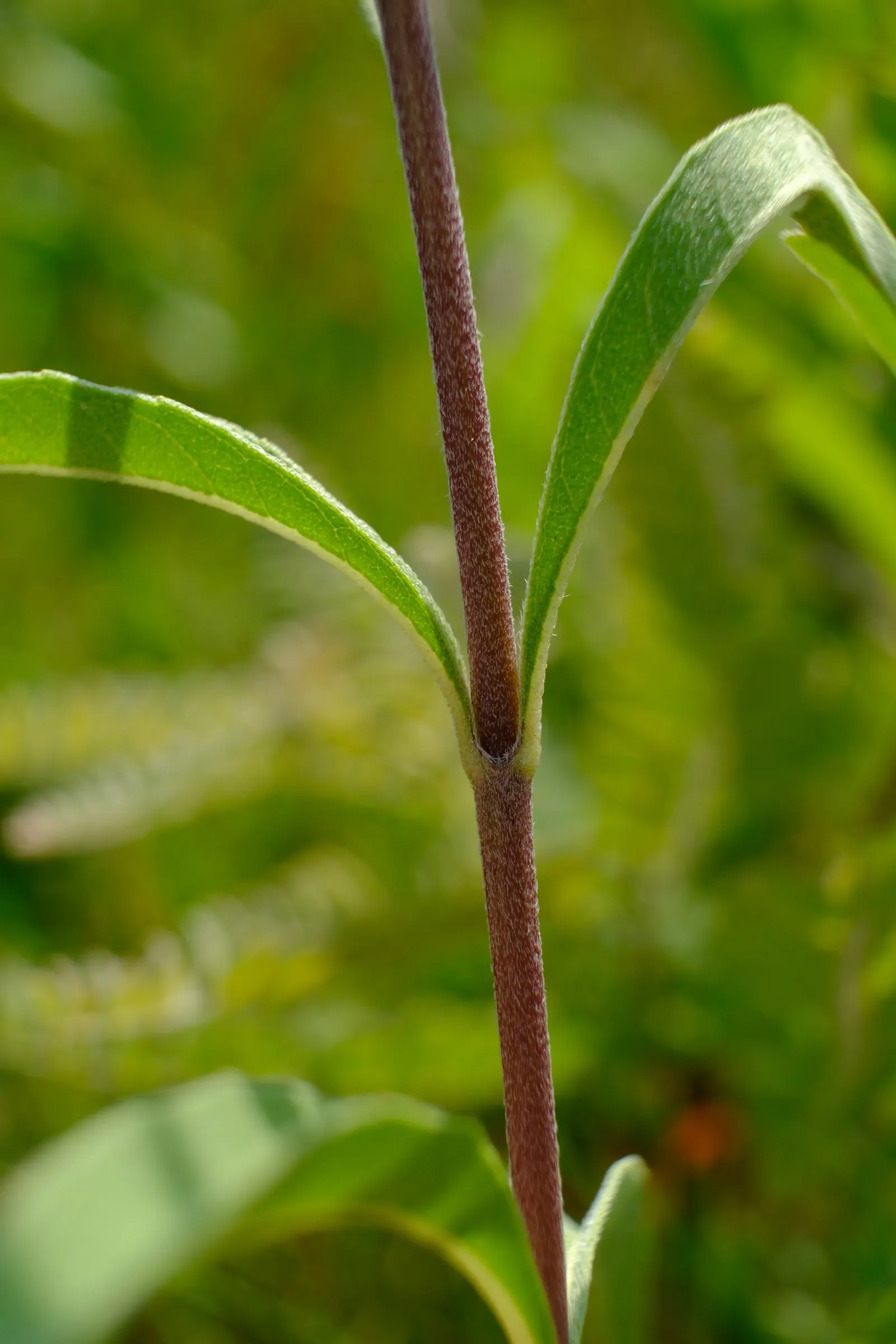 Maximilian Sunflower (Helianthus Maximiliani) — adding a dynamic layer of activity to the garden._ctl, image 39