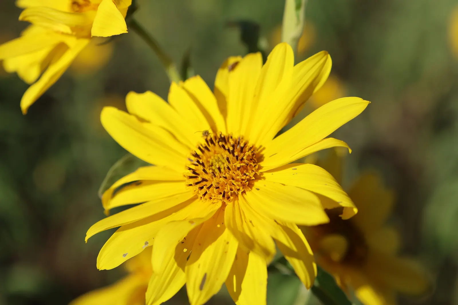 Maximilian Sunflower (Helianthus Maximiliani) — Flowers from late summer to frost, attracting pollinators; adding a dynamic layer of activity to the garden._ctl