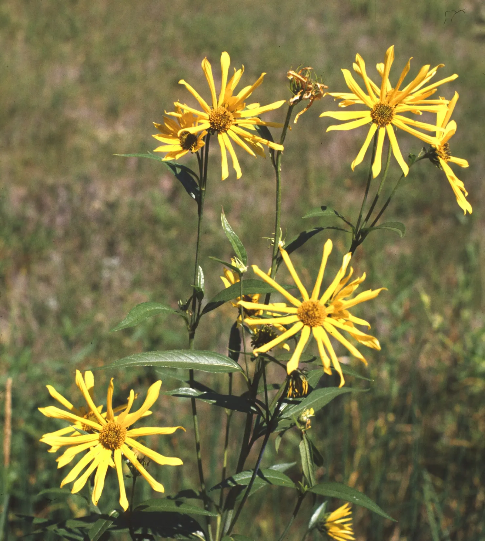 Maximilian Sunflower (Helianthus Maximiliani) — making it ideal as a backdrop for garden beds or as a natural privacy screen.<br><br>The plant, image 50
