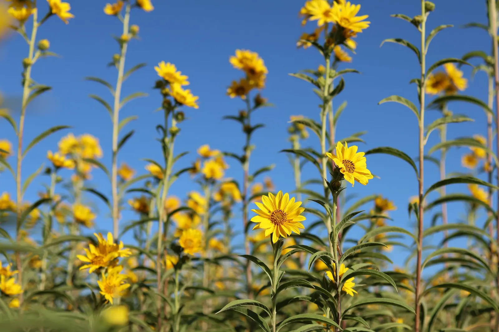 Maximilian Sunflower (Helianthus Maximiliani) — Preferring full sun, this hardy native tolerates various soils and drought; the Maximilian, image 65