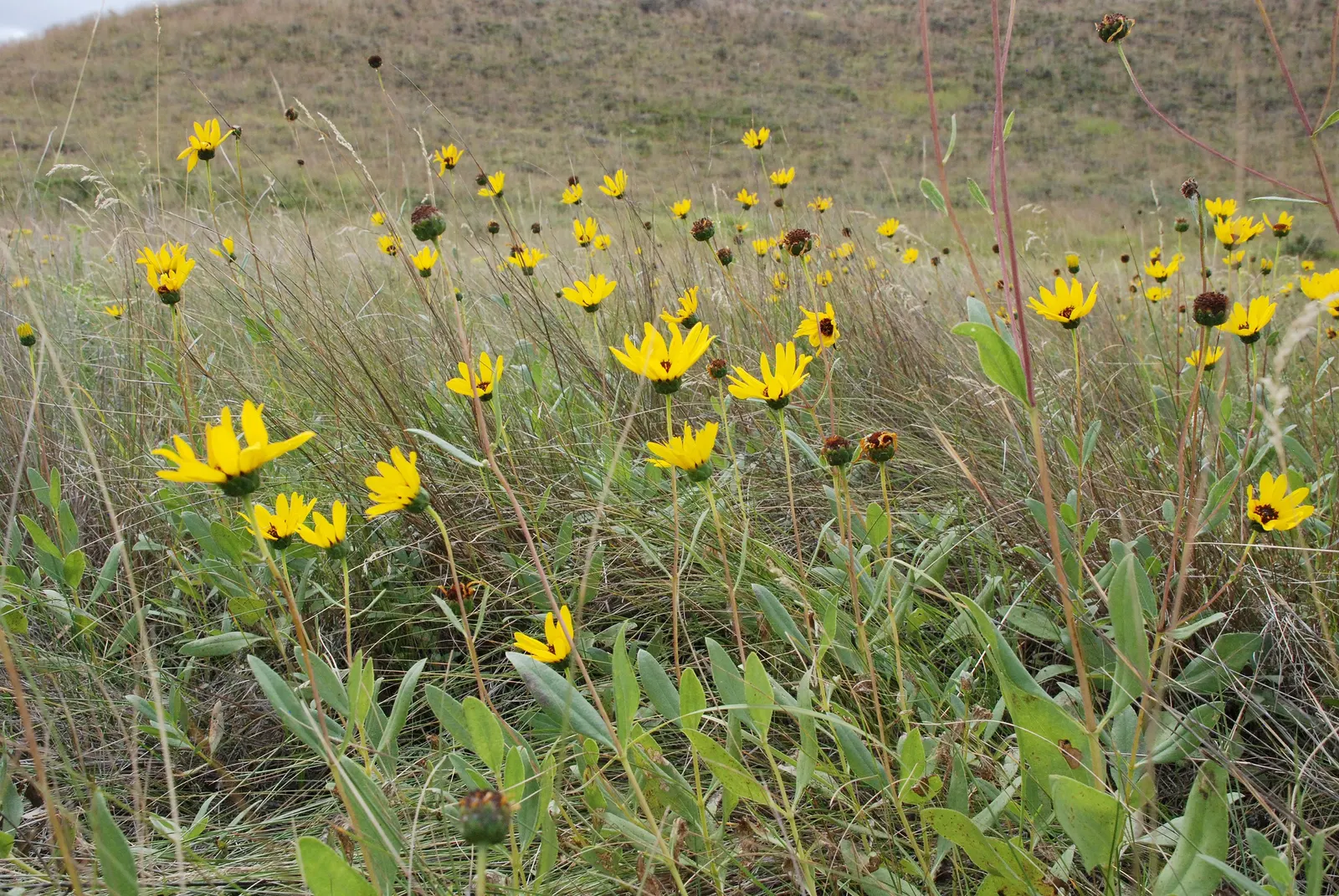 Maximilian Sunflower (Helianthus Maximiliani) — making it ideal as a backdrop for garden beds or as a natural privacy screen.<br><br>The plant, image 29