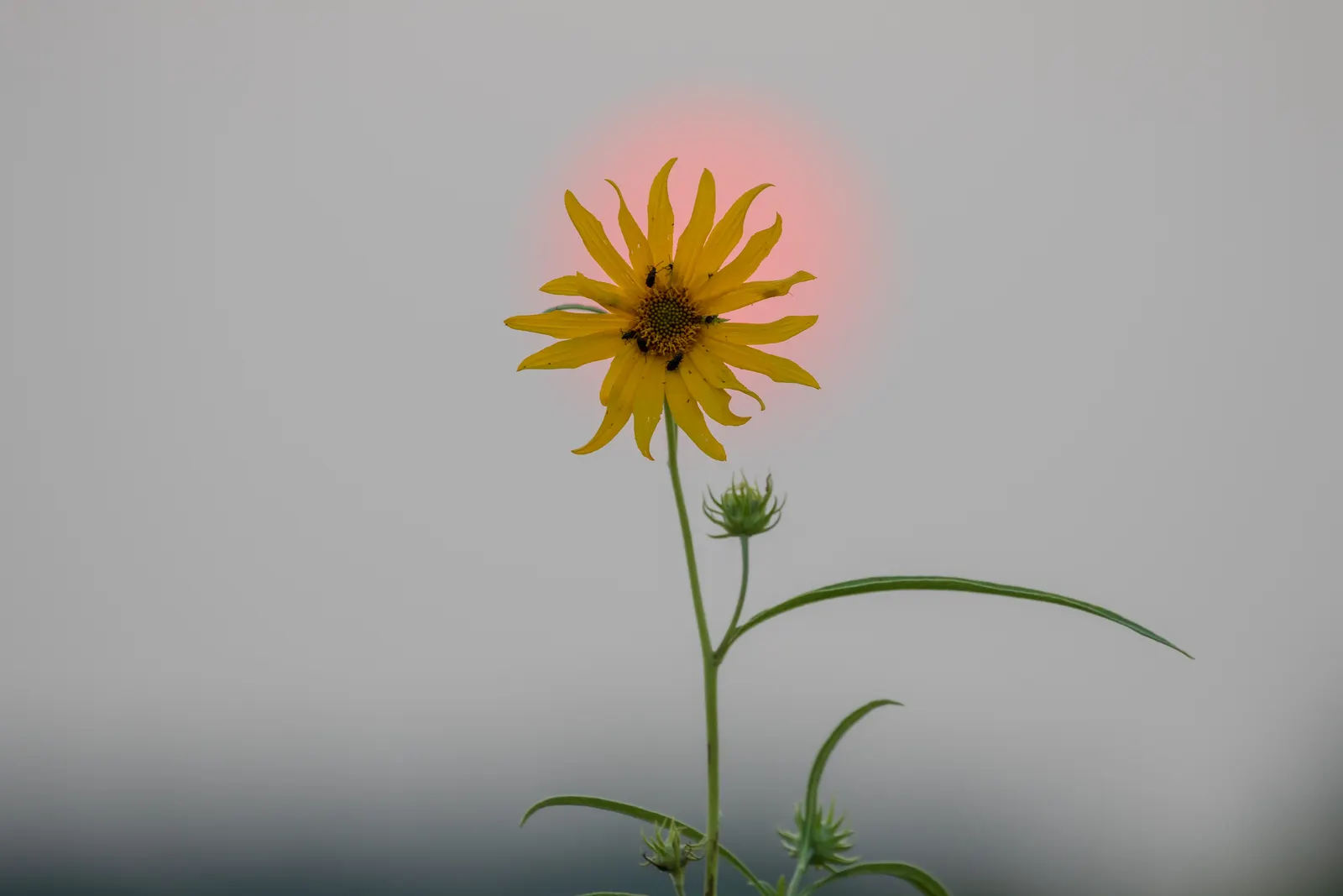 Maximilian Sunflower (Helianthus Maximiliani) — Flowers from late summer to frost, attracting pollinators; adding a dynamic layer of activity to, image 66