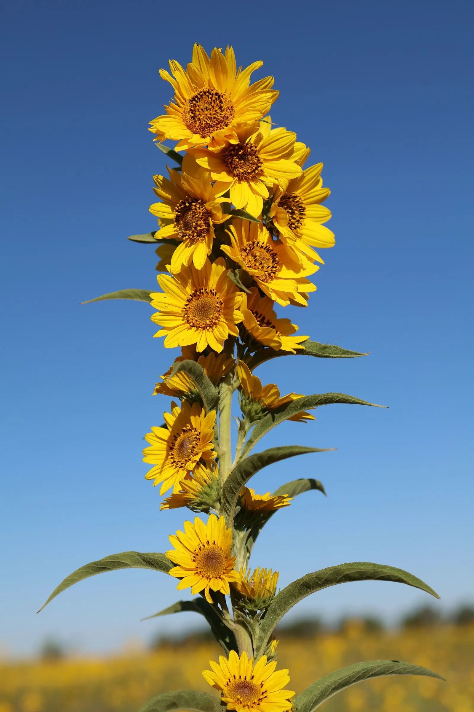 Maximilian Sunflower (Helianthus Maximiliani) — Flowers from late summer to frost, attracting pollinators