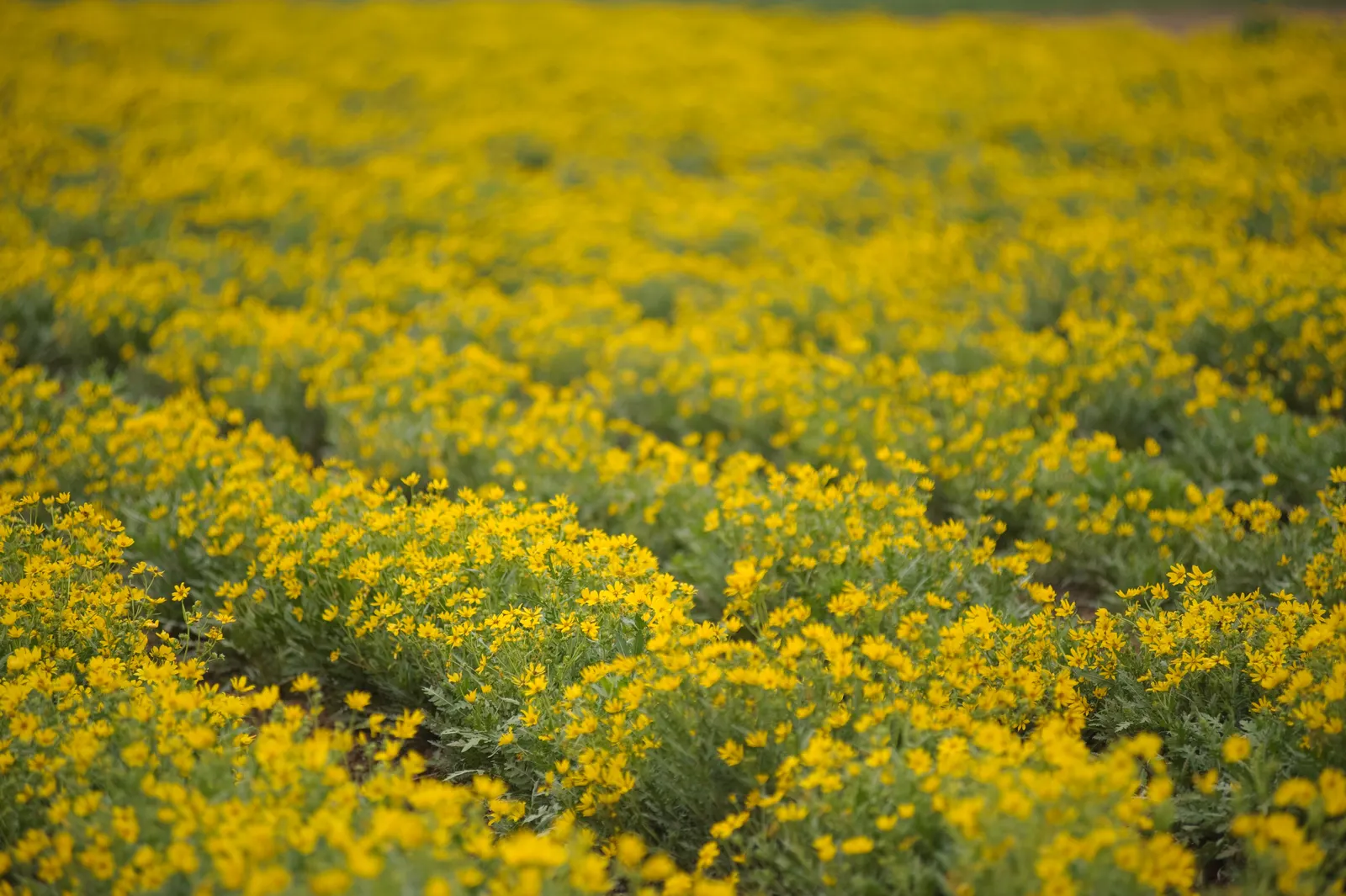Maximilian Sunflower (Helianthus Maximiliani) — multi-colored and yellow flowers in the garden; ideal for borders or naturalized areas, it adds, image 61