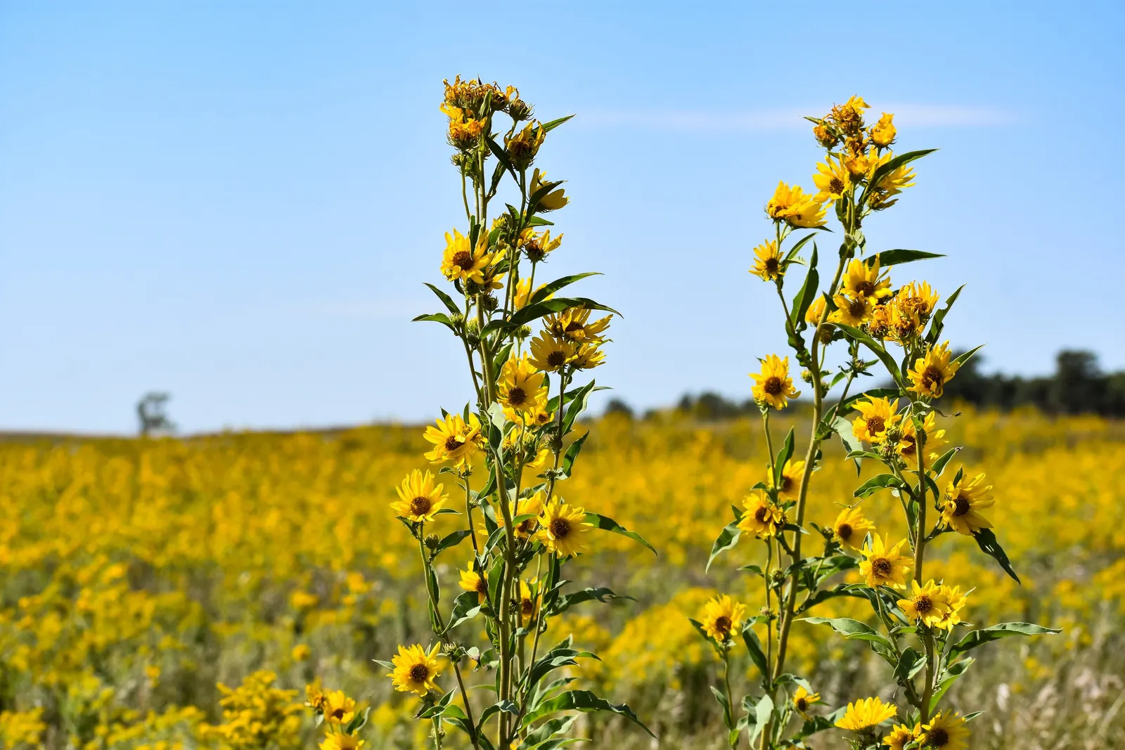 Maximilian Sunflower (Helianthus Maximiliani) — the Maximilian Sunflower produces a profusion of golden-yellow flowers with dark brown centers, image 53