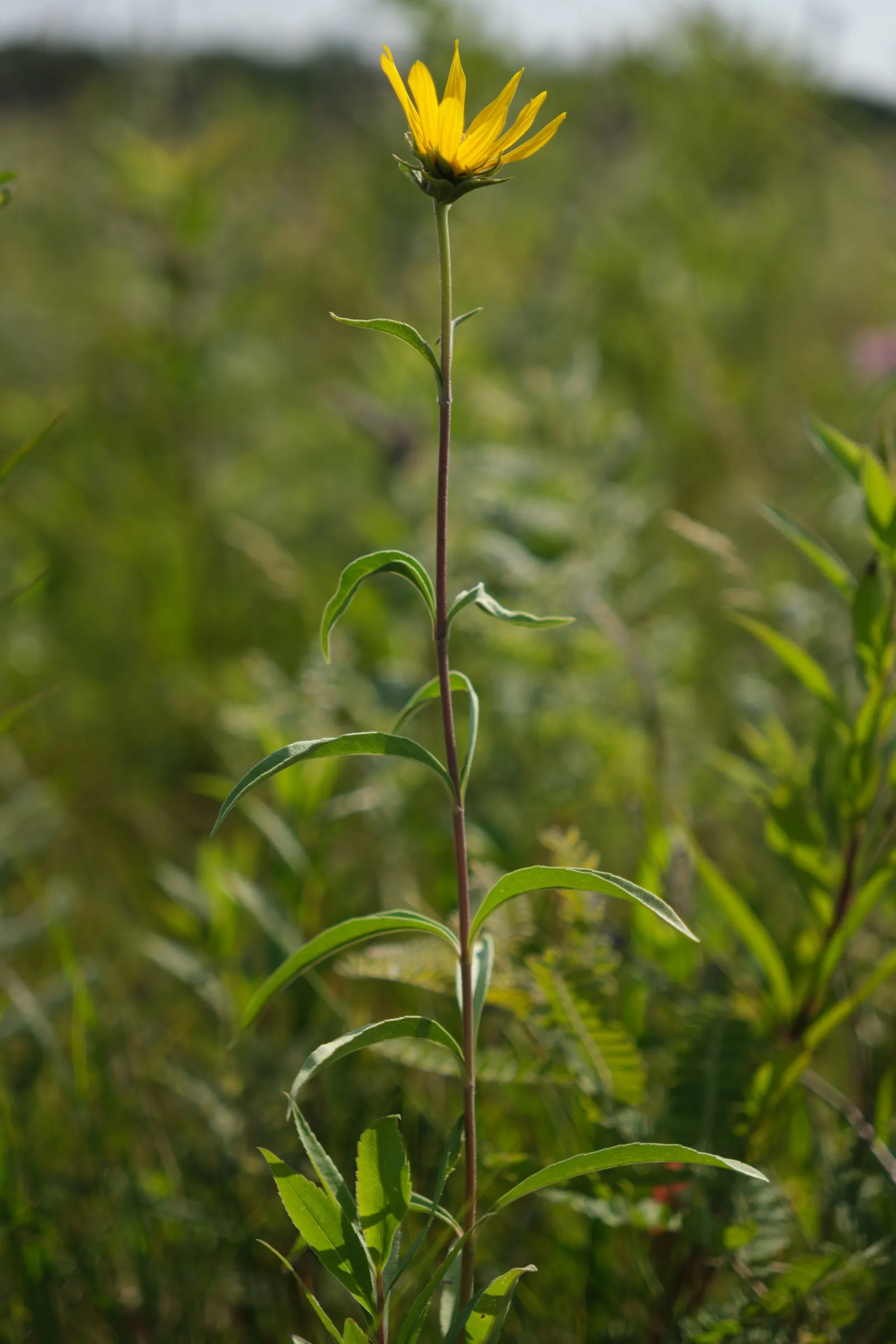 Maximilian Sunflower (Helianthus Maximiliani) — adding a dynamic layer of activity to the garden._ctl