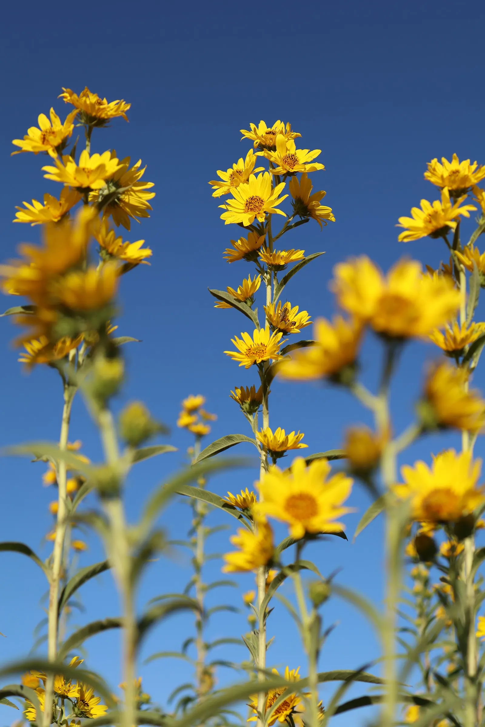 Maximilian Sunflower (Helianthus Maximiliani) — Thriving in USDA zones 3-9, it reaches 3-10 ft tall and spreads 2-4 ft wide; ideal for borders or, image 43