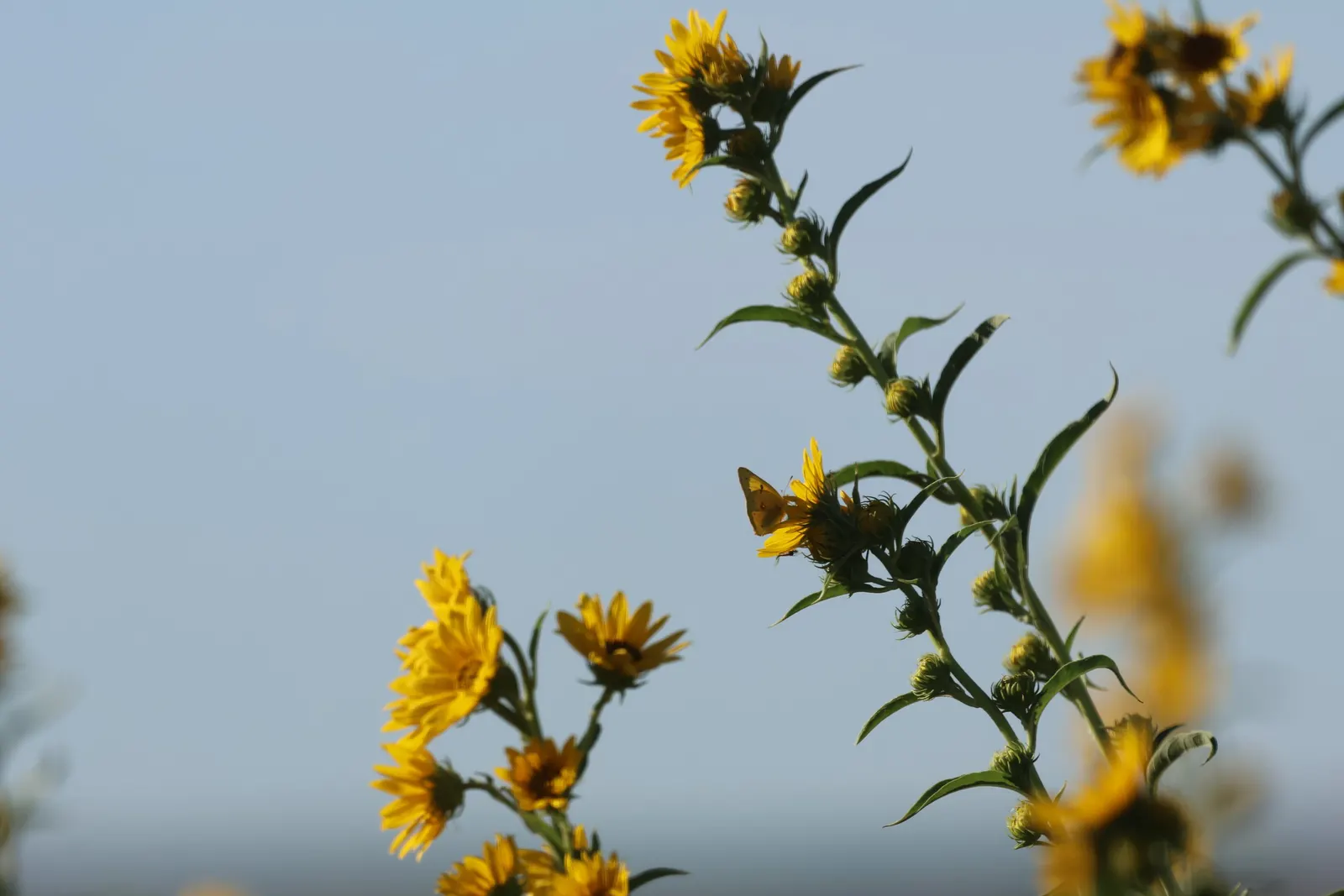 Maximilian Sunflower (Helianthus Maximiliani) — which feast on its nectar and seeds; the Maximilian Sunflower produces a profusion of golden-yellow, image 59