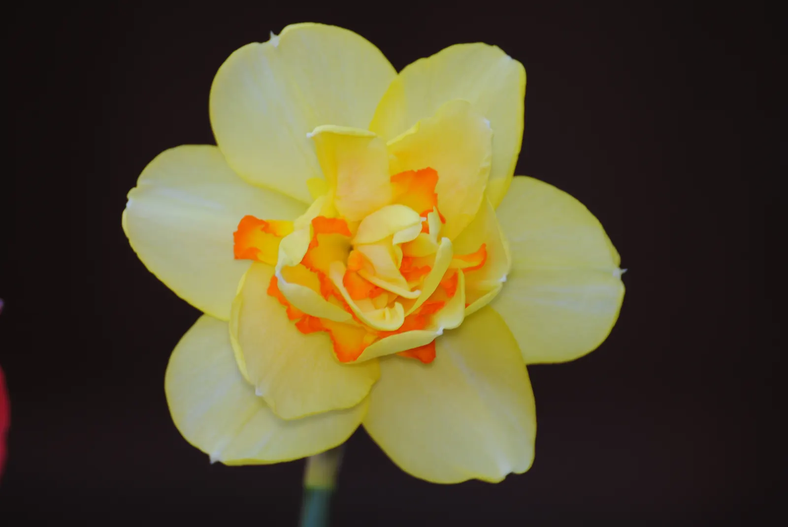 Jonquilla Narcissi (Narcissus Jonquilla) — commonly known as Jonquilla Narcissi or Jonquil