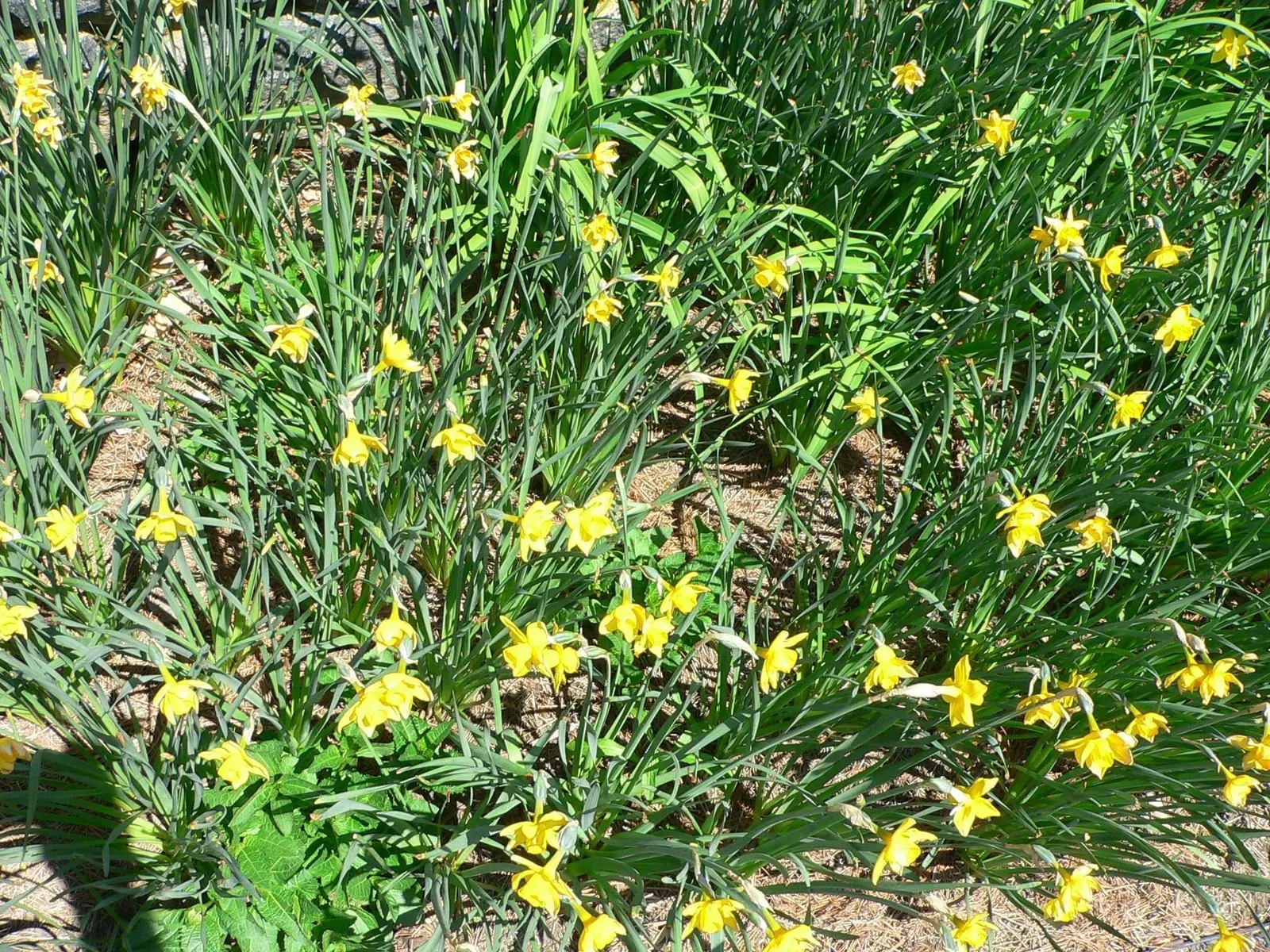 Jonquilla Narcissi (Narcissus Jonquilla) — The flowers have a central corona surrounded by narrow; plant the bulbs at a depth of about 6 inches