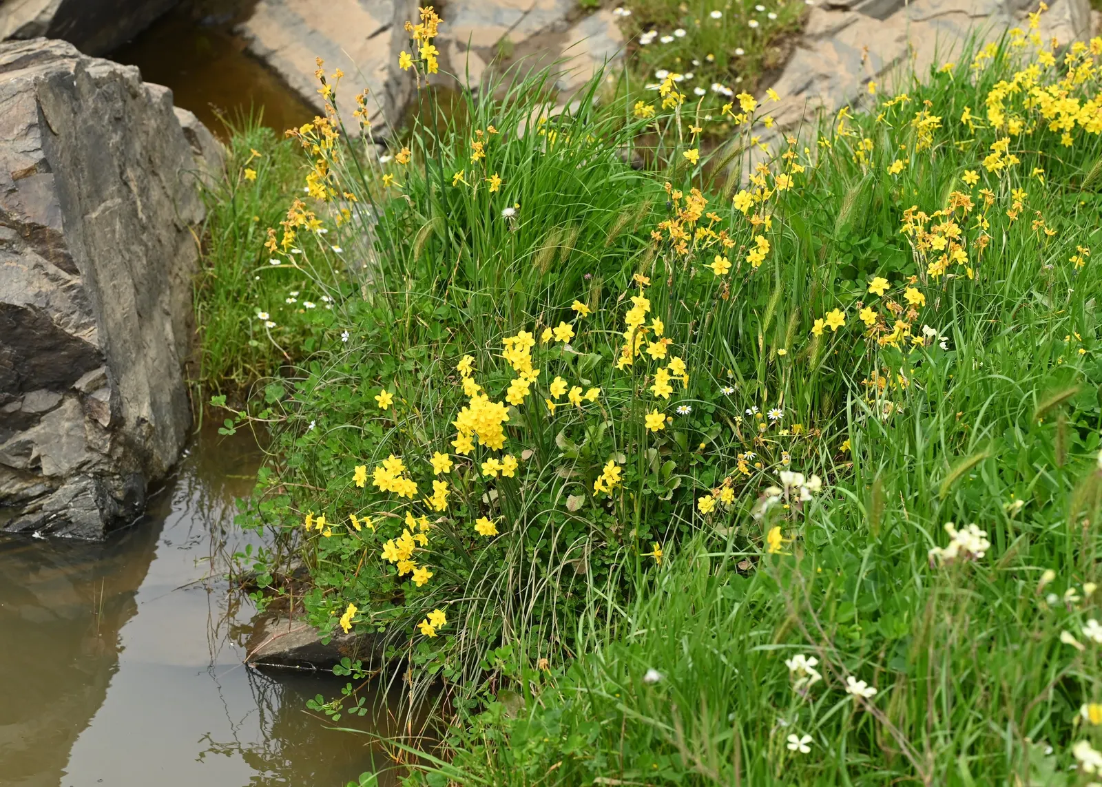 Jonquilla Narcissi (Narcissus Jonquilla) — is a delightful addition to any landscape design; bulb for full or half, image 53