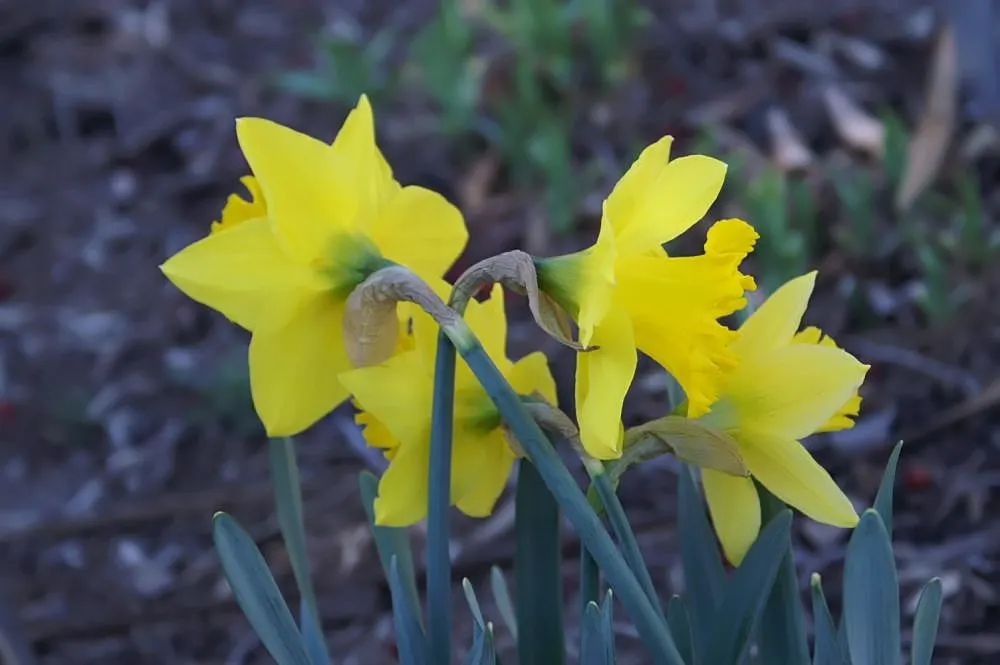 Jonquilla Narcissi (Narcissus Jonquilla) — Hardy in USDA zones 4-9, it prefers full to partial sun and well-drained soil; reaching up to 16 inches, image 96