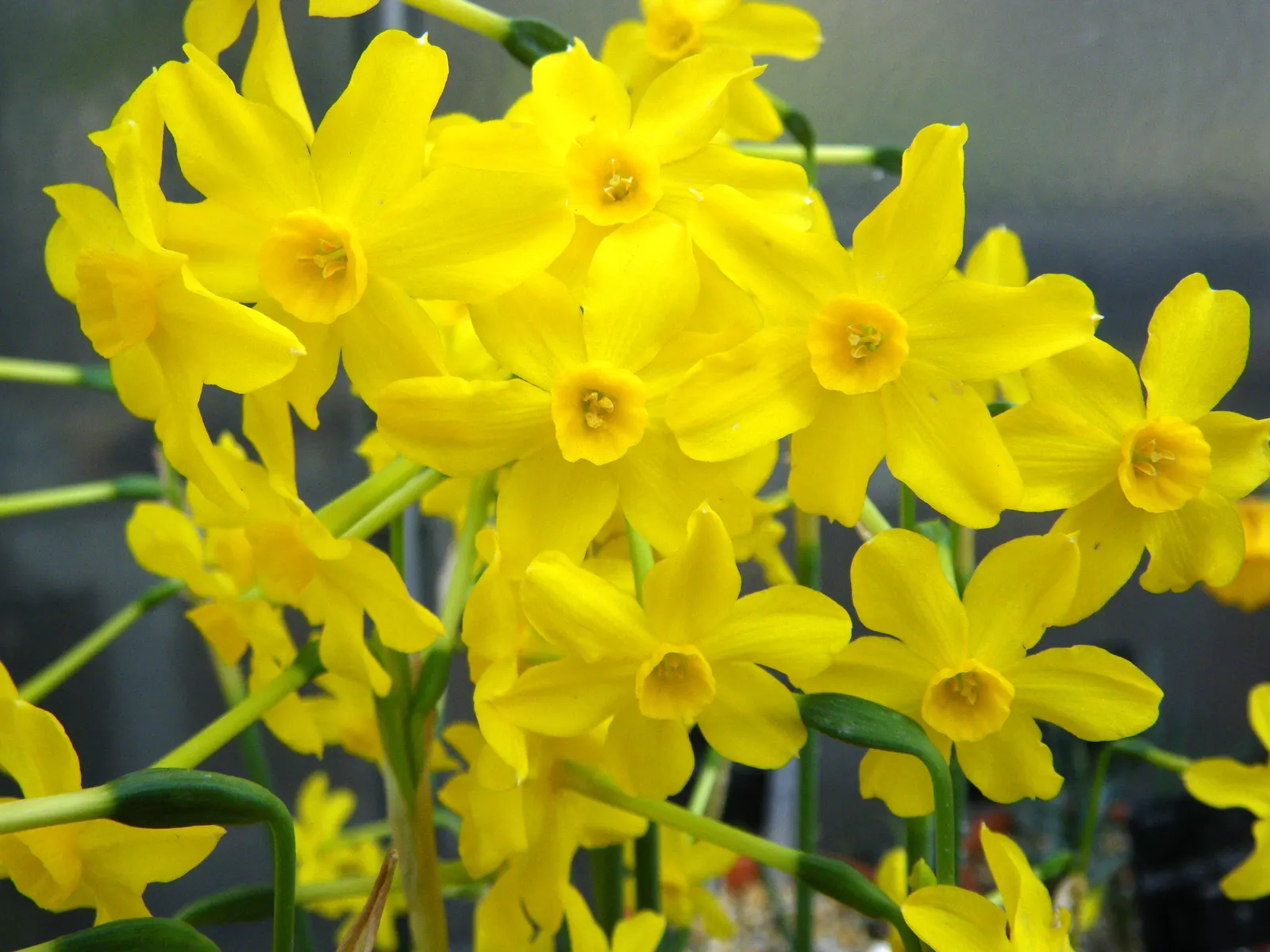 Jonquilla Narcissi (Narcissus Jonquilla) — commonly known as Jonquilla Daffodil; hardy in USDA zones 4-9, it prefers full to partial sun and well-drained soil