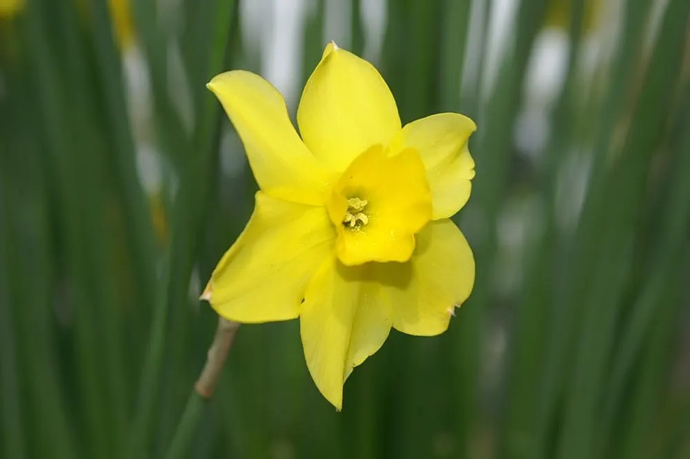 Jonquilla Narcissi (Narcissus Jonquilla) — the Jonquil thrives in USDA Hardiness Zones 4 through 9 and prefers well-drained soil; fragrant flowers, image 61