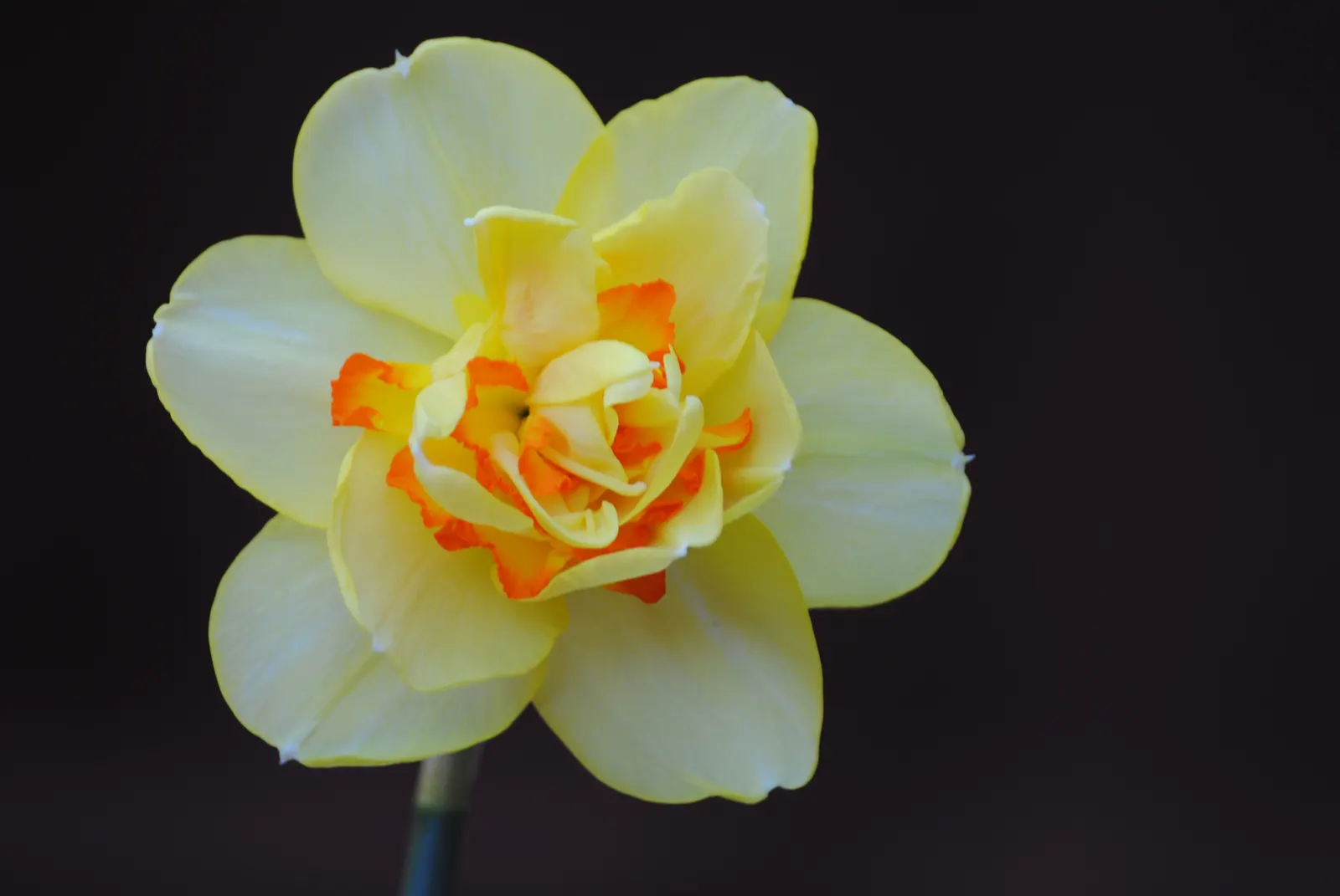 Jonquilla Narcissi (Narcissus Jonquilla) — making them versatile for different garden aspects; offering a burst of sunshine with its vibrant yellow, image 87