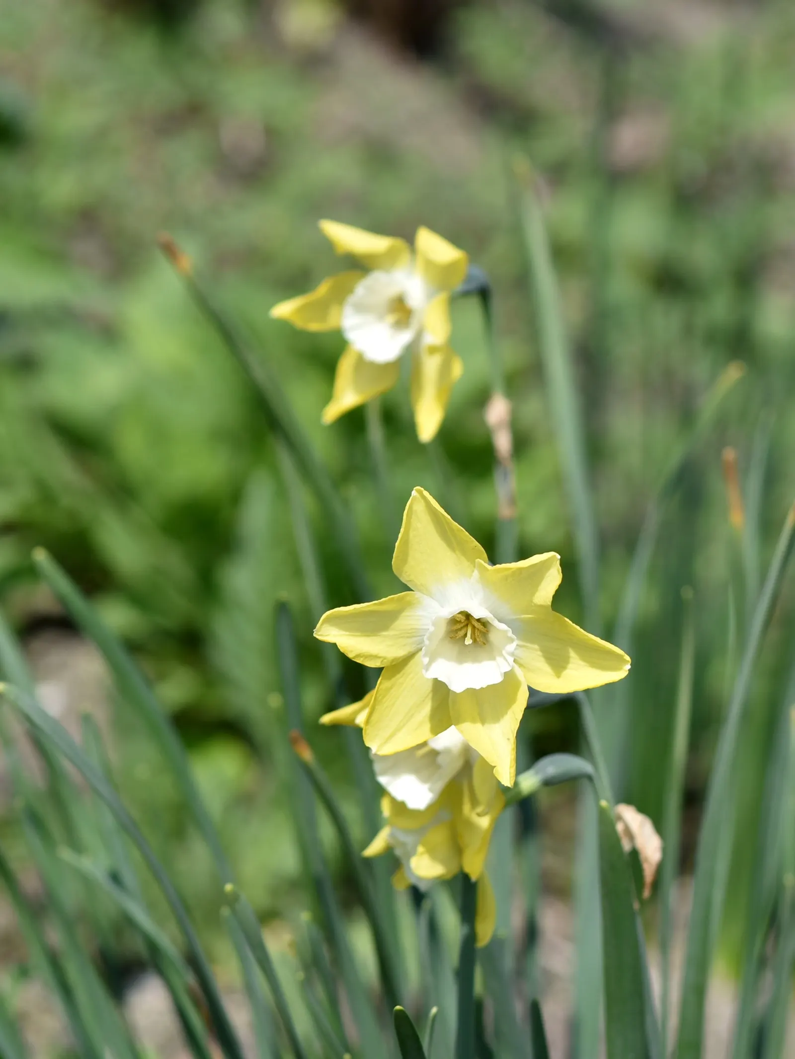 Jonquilla Narcissi (Narcissus Jonquilla) — Each stem, which reaches up to 12 inches tall, proudly supports two to six blooms, image 35