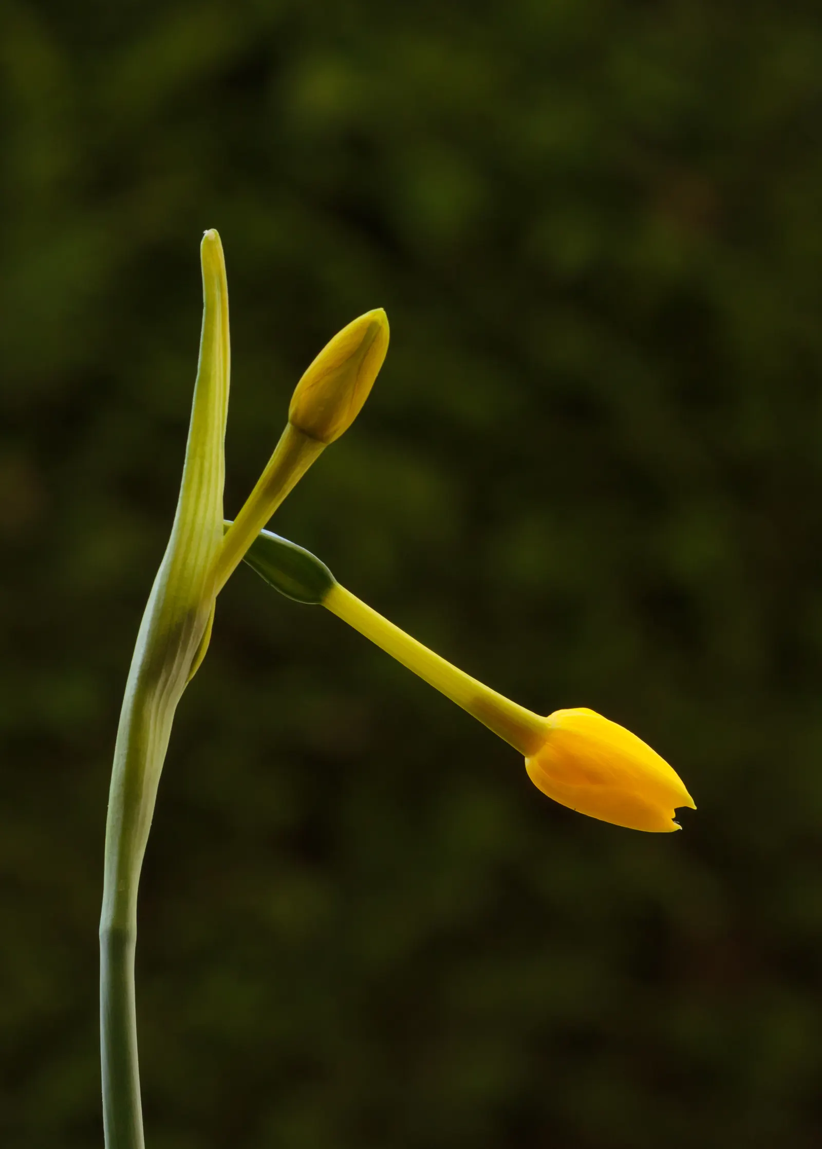 Jonquilla Narcissi (Narcissus Jonquilla) — plant the bulbs at a depth of about 6 inches; the Jonquil thrives in USDA Hardiness Zones 4 through 9, image 111