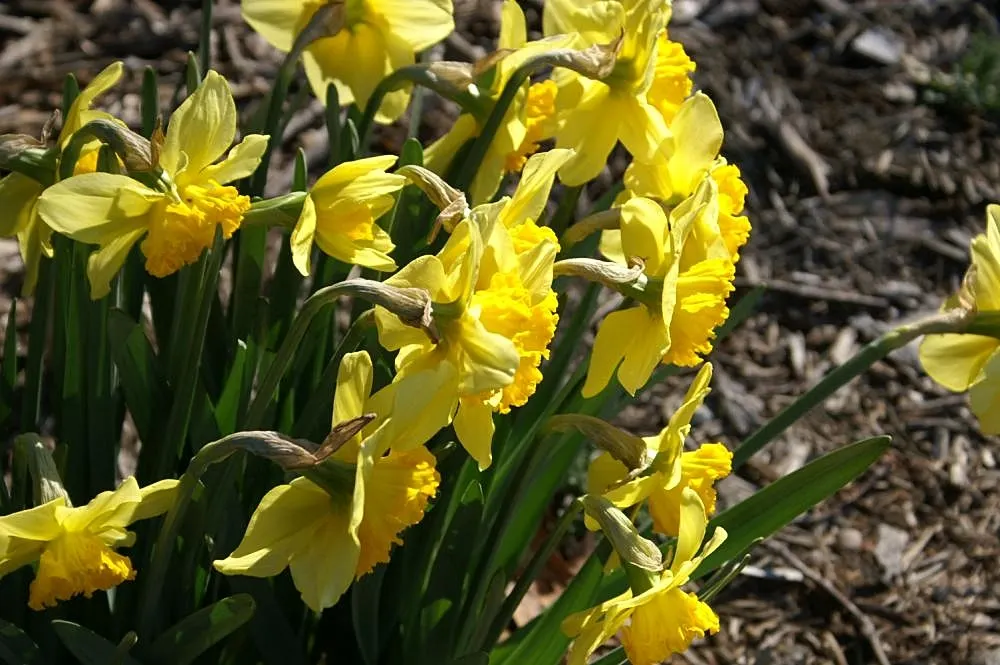 Jonquilla Narcissi (Narcissus Jonquilla) — sweet aroma that enchants the spring air from March to April; ideal for borders, rock gardens, and, image 80