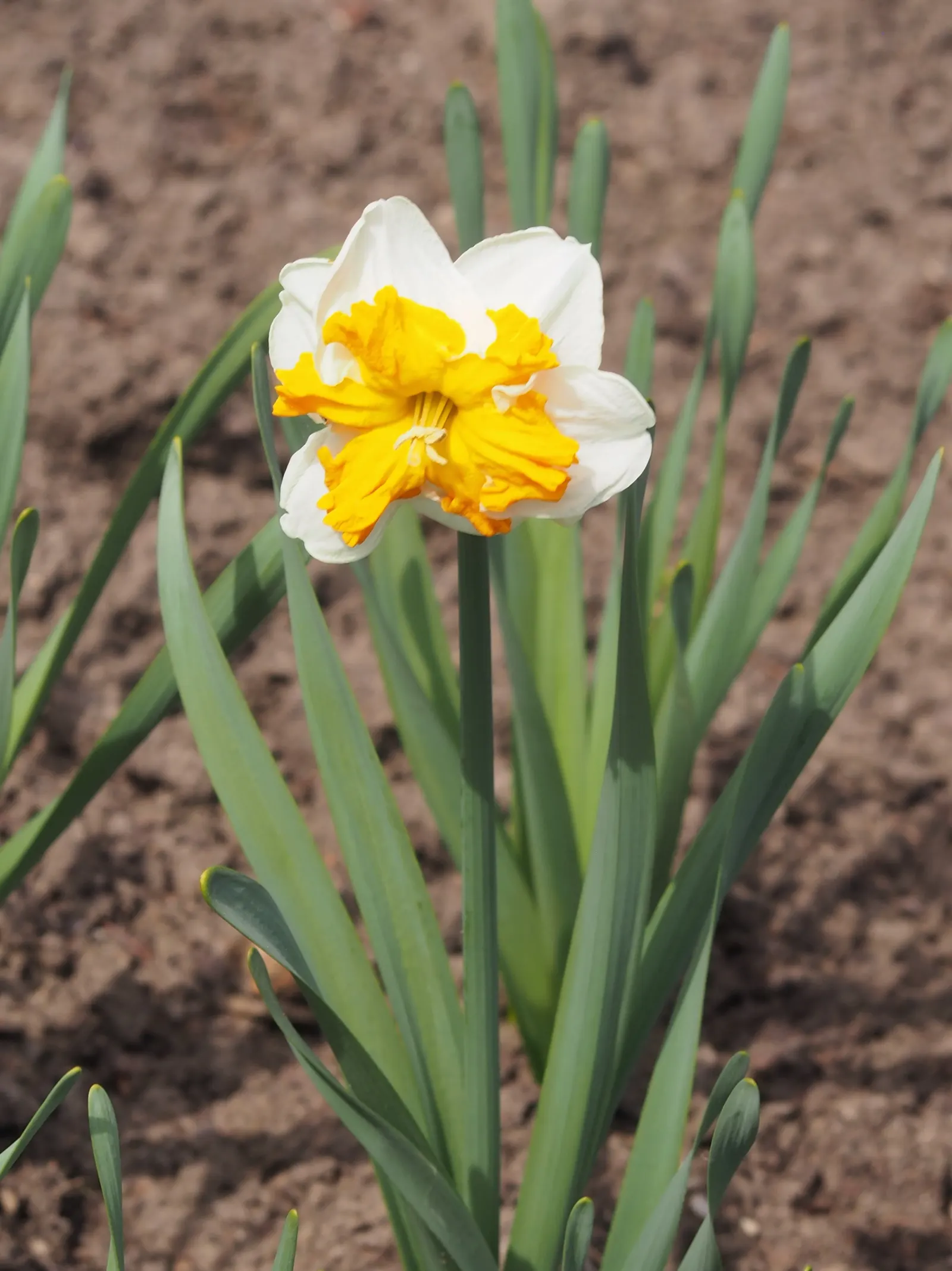 Jonquilla Narcissi (Narcissus Jonquilla) — offering a burst of sunshine with its vibrant yellow blossoms; is a delightful addition to any landscape design