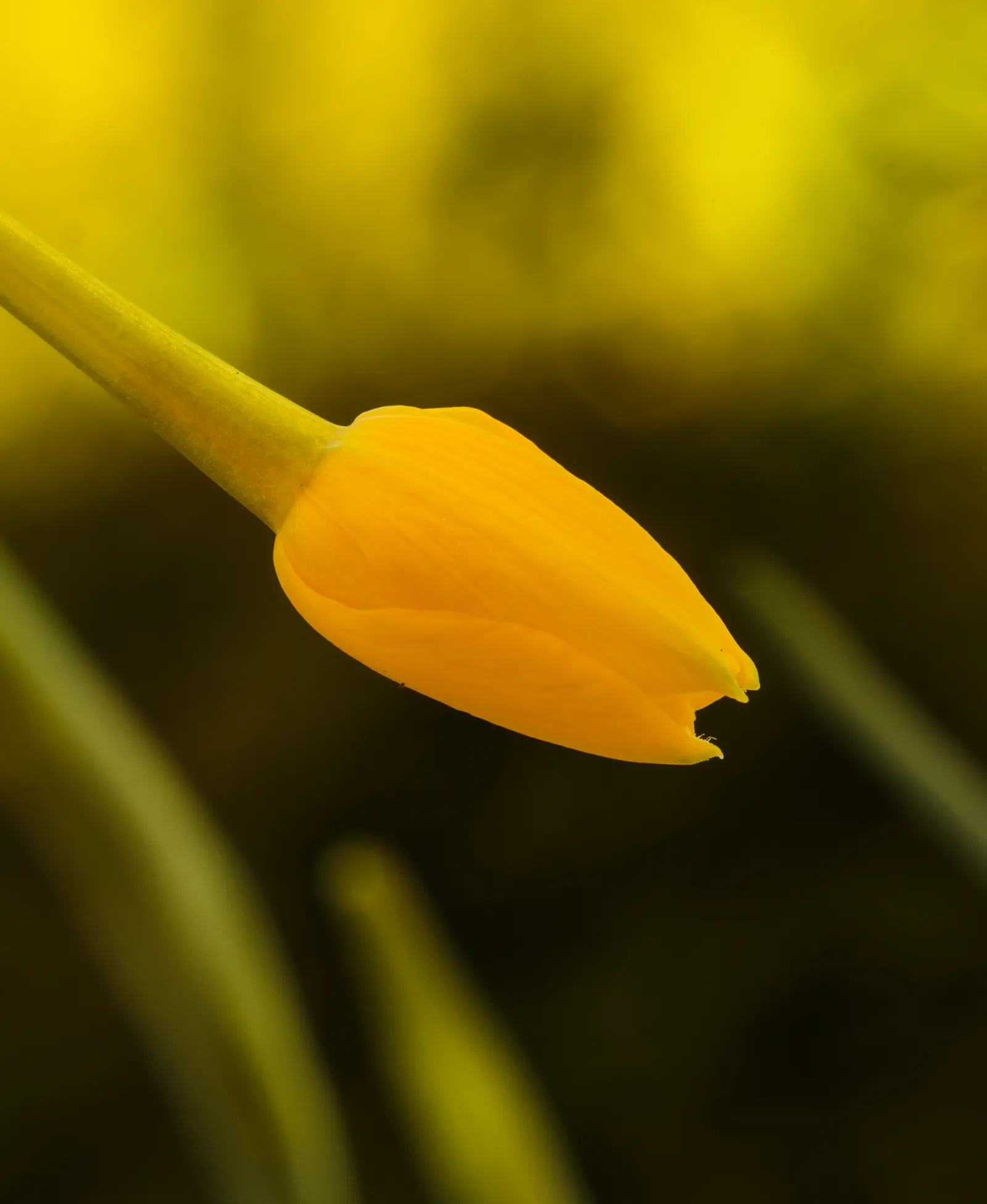 Jonquilla Narcissi (Narcissus Jonquilla) — these bulbs do well in both sunny and slightly shaded areas