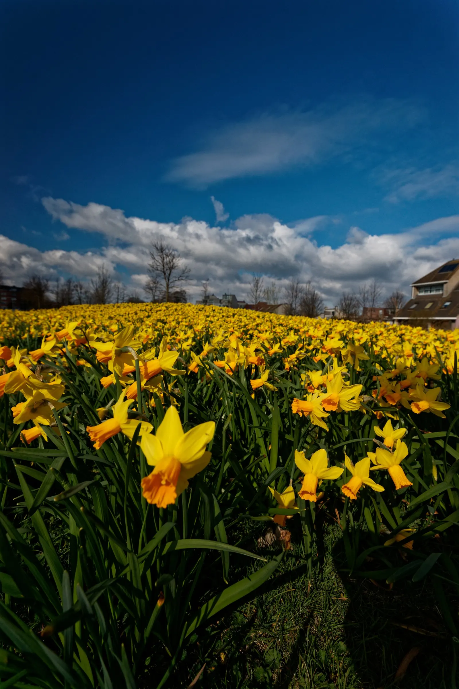 Jonquilla Narcissi (Narcissus Jonquilla) — bulb for full or half